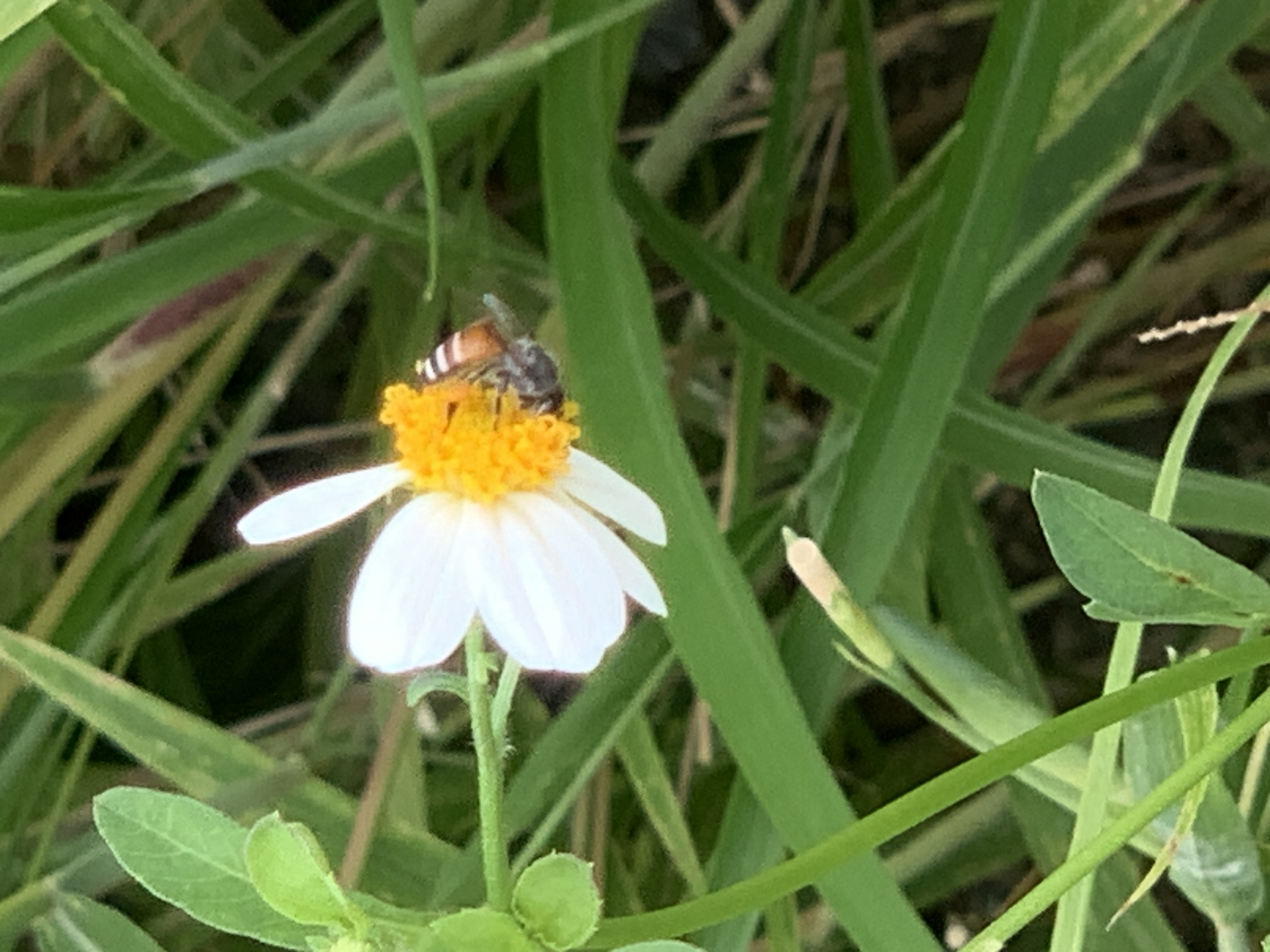 white wildflowers and bees11.jpg