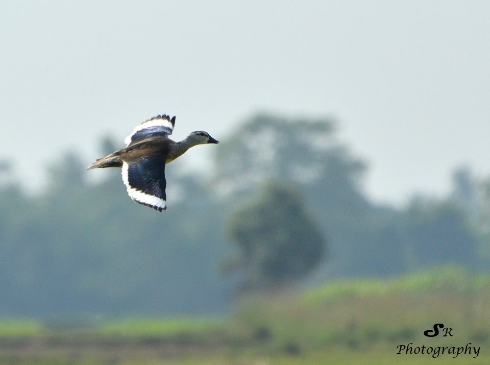 Cotton%20pygmy%20Goose.jpg