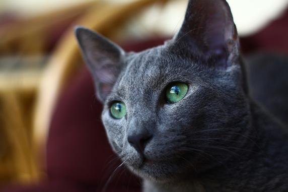 img_nmunoz_20180314-135313_imagenes_md_otras_fuentes_180314_gato_azul_ruso_2-kb5G--572x381@MundoDeportivo-Web.jpg