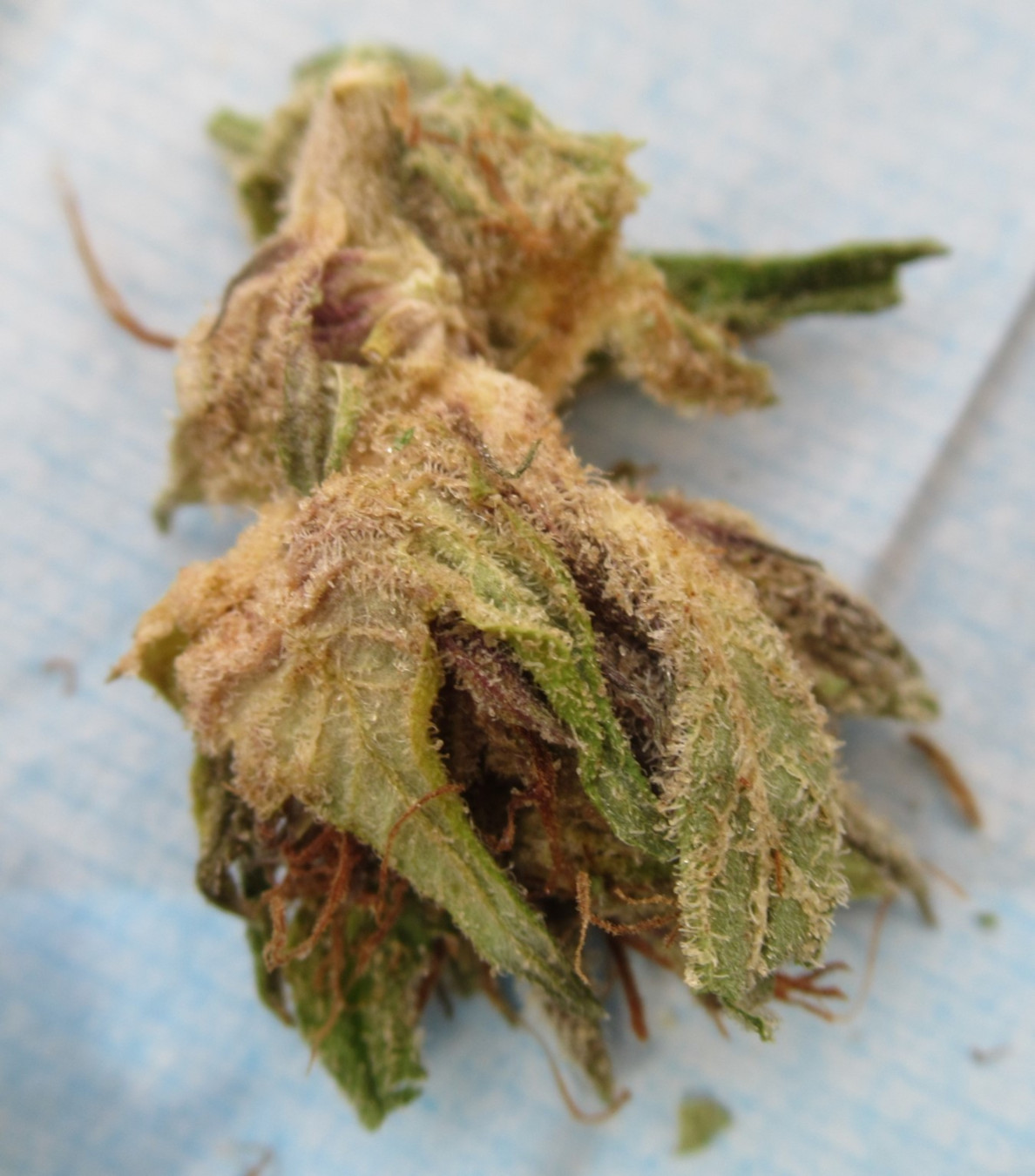 microleafkake.jpg