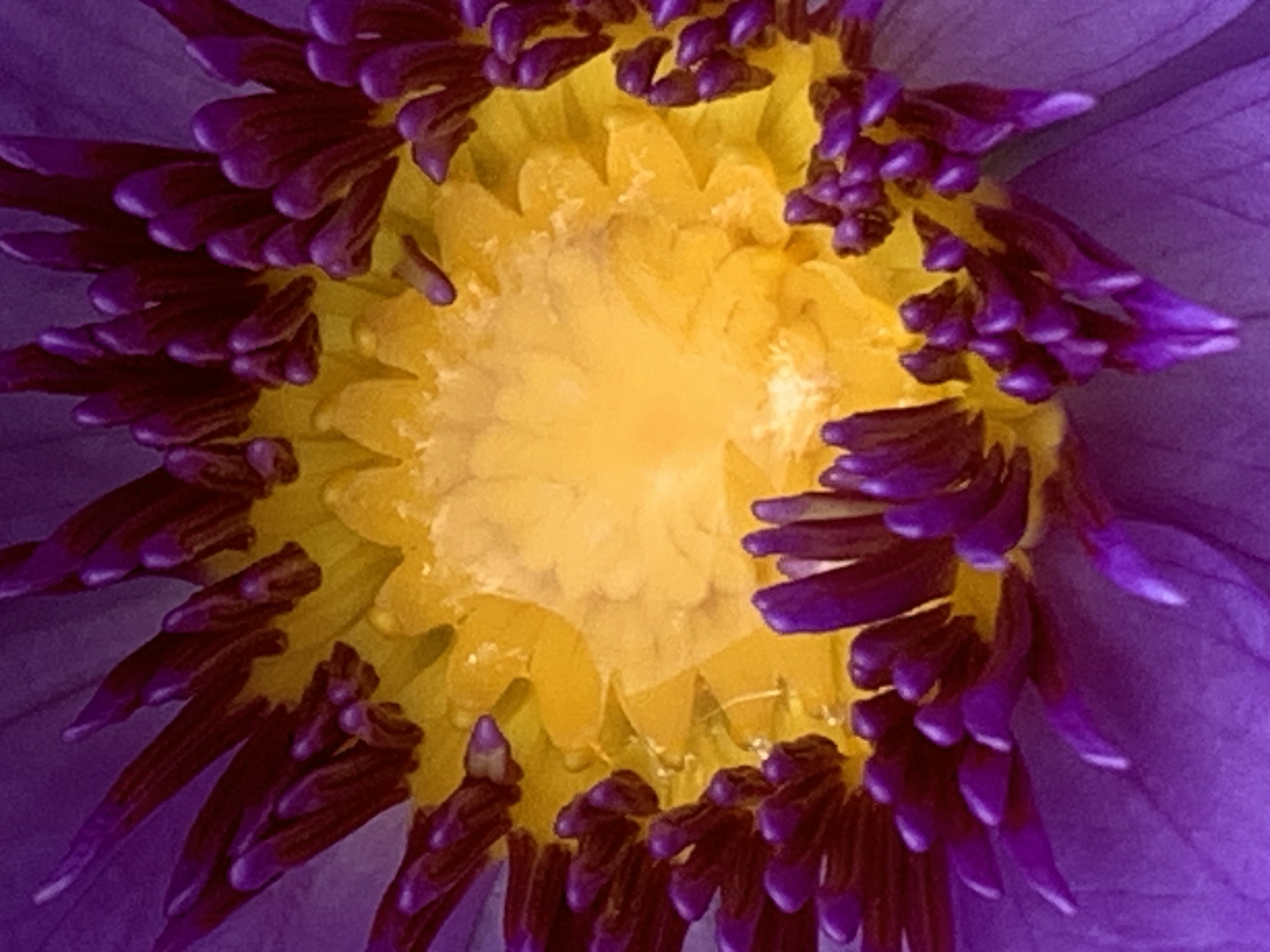 lotus flower23.jpg