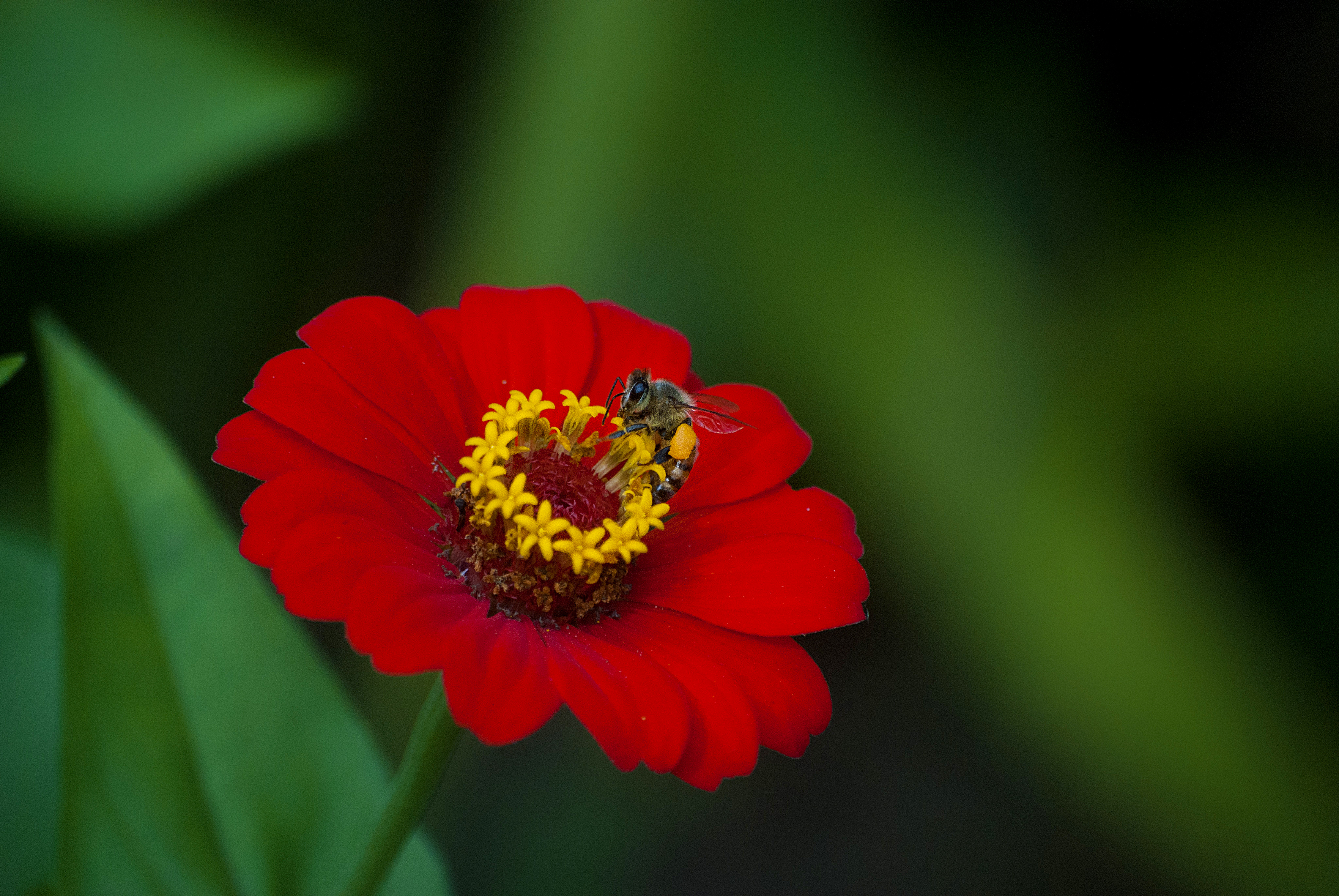 color of life.JPG