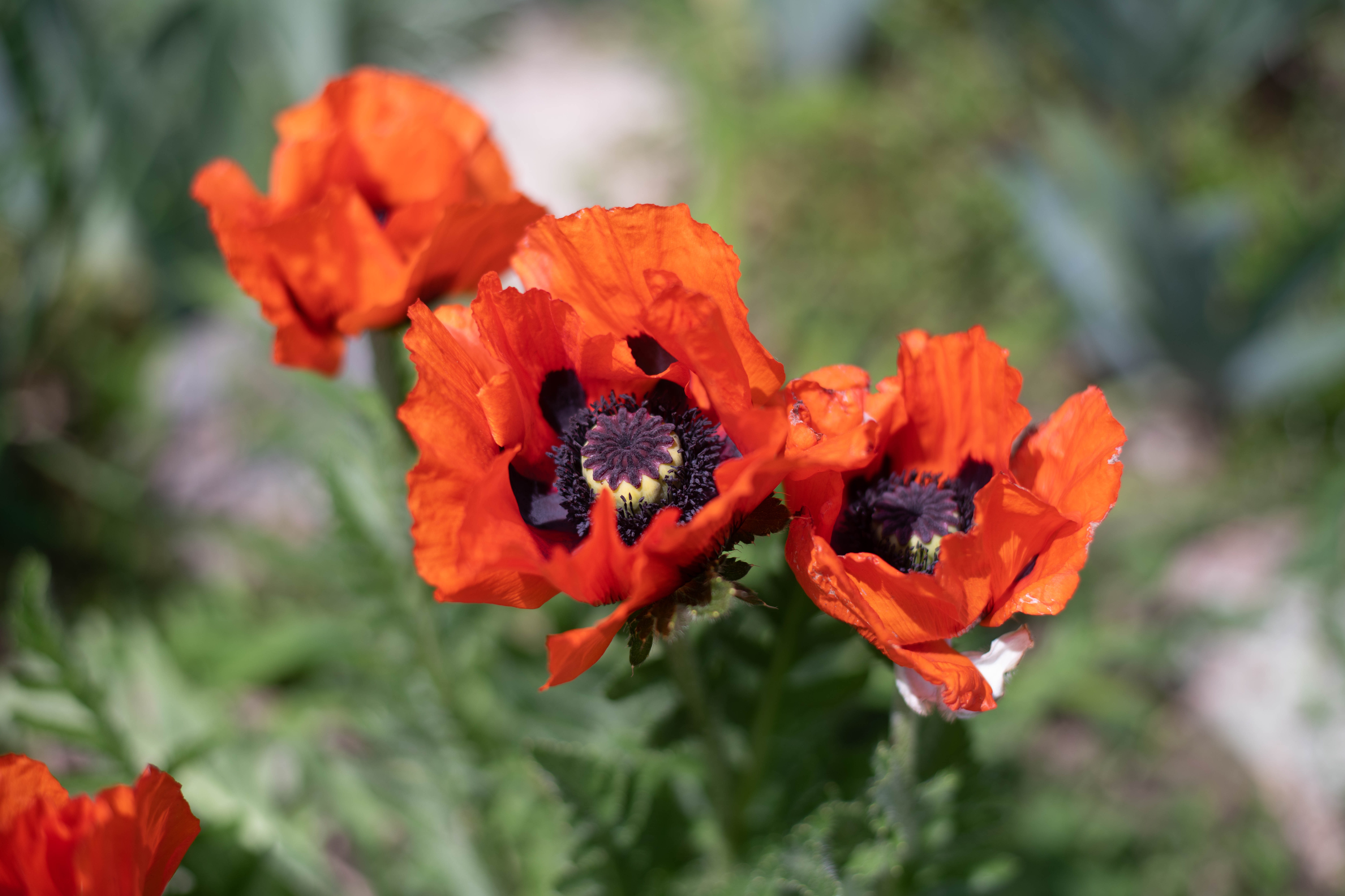 2018-MikeBryantPhotography-Flowers-16.jpg
