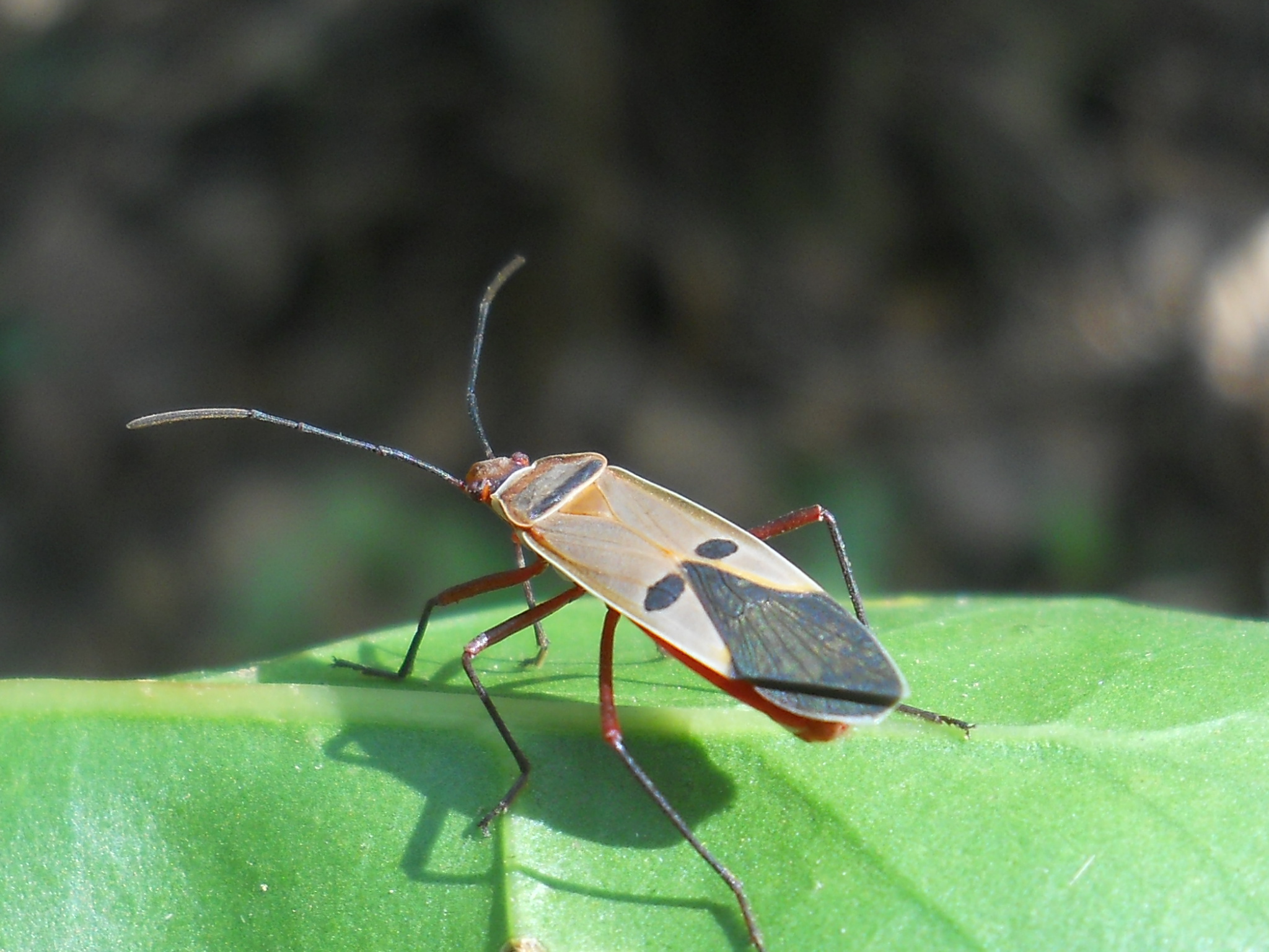 RSCN5289.JPG