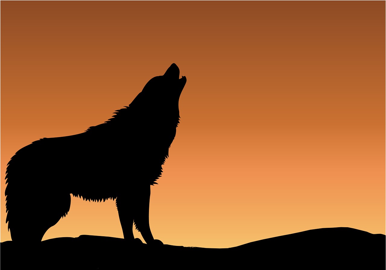 wolf-1768913_1280.jpg