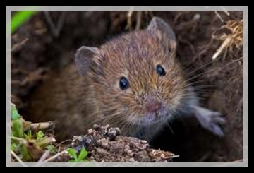 microtus gerbei2.jpg