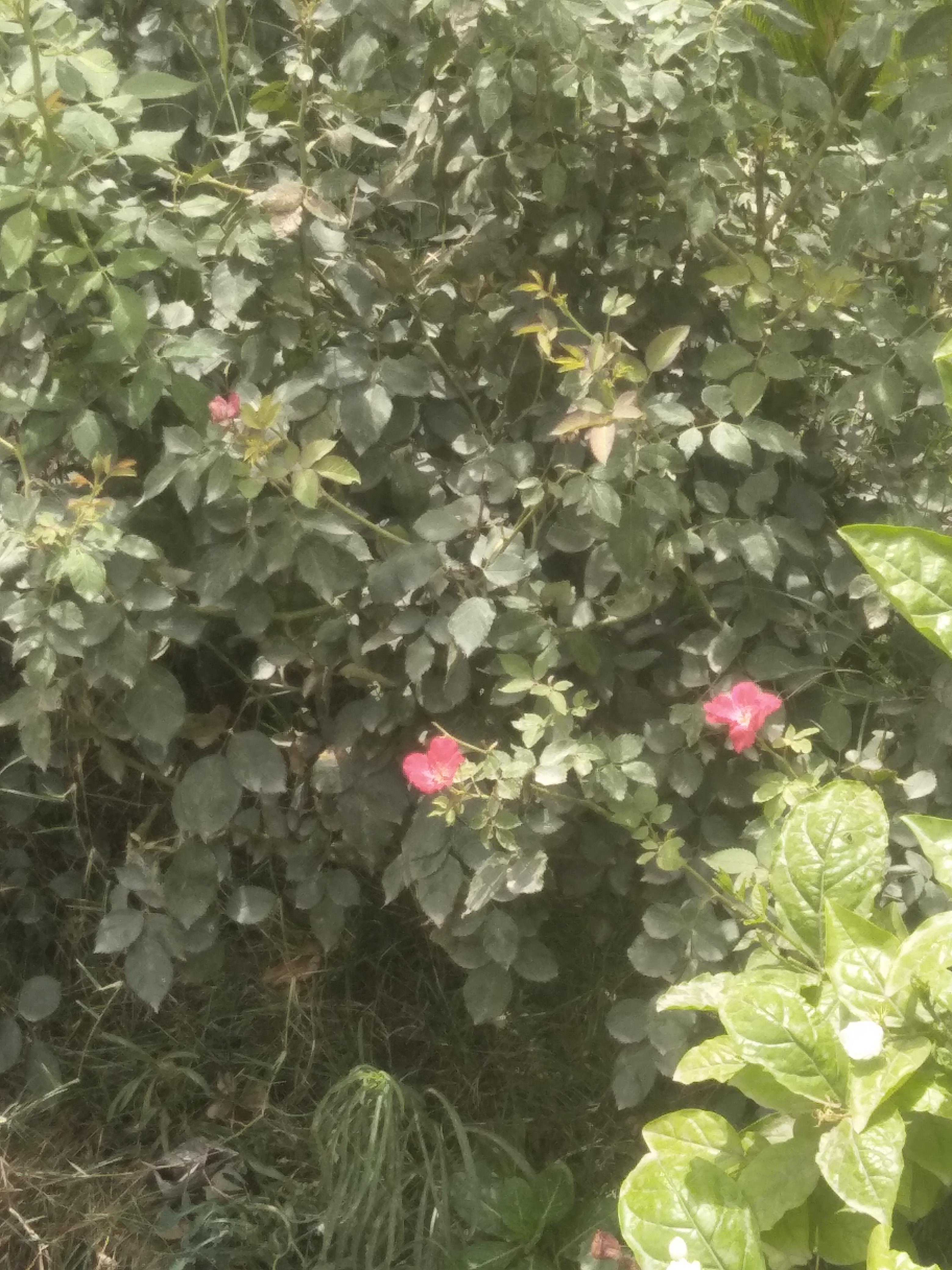 IMG20210624111227.jpg