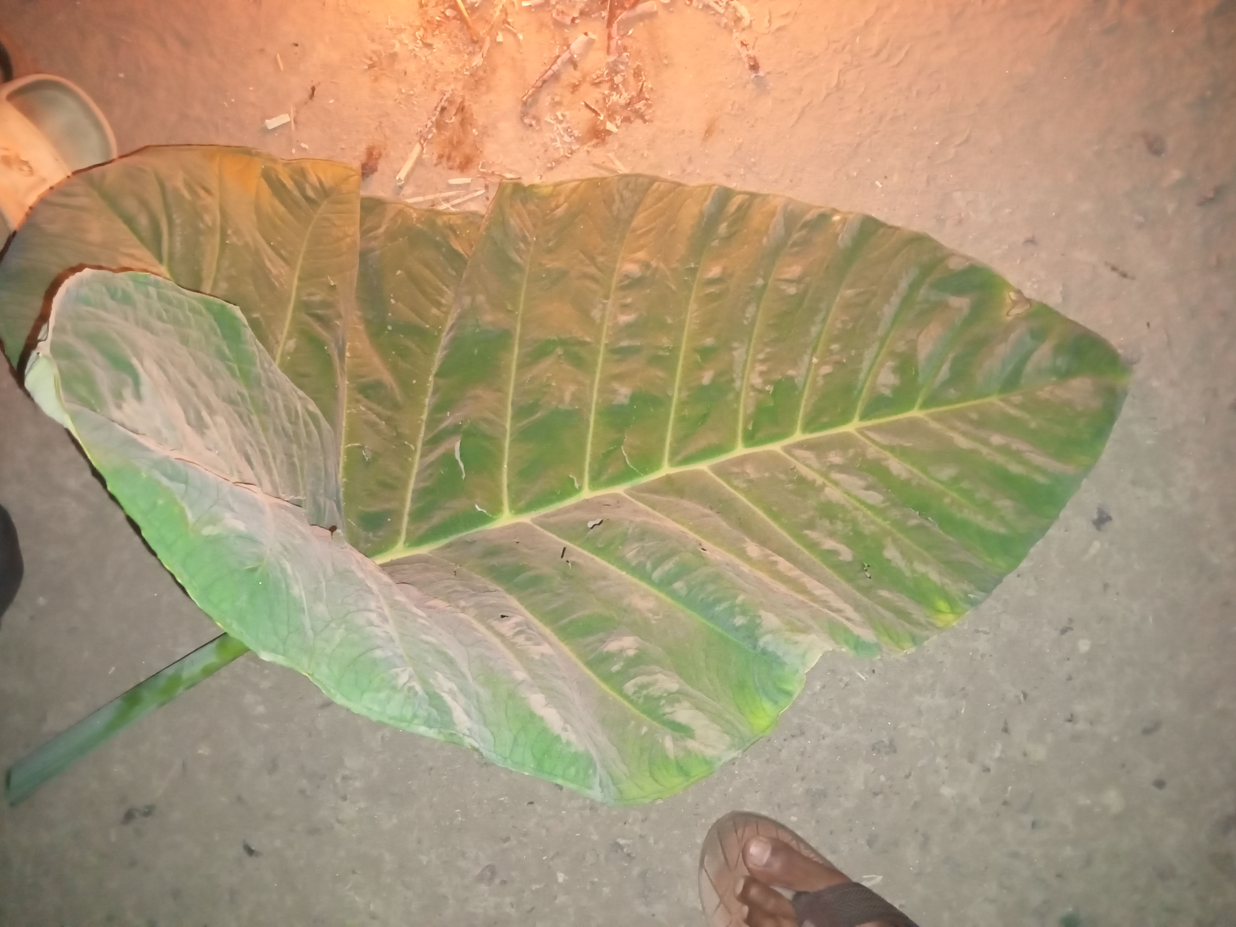 IMG20240410213743.jpg