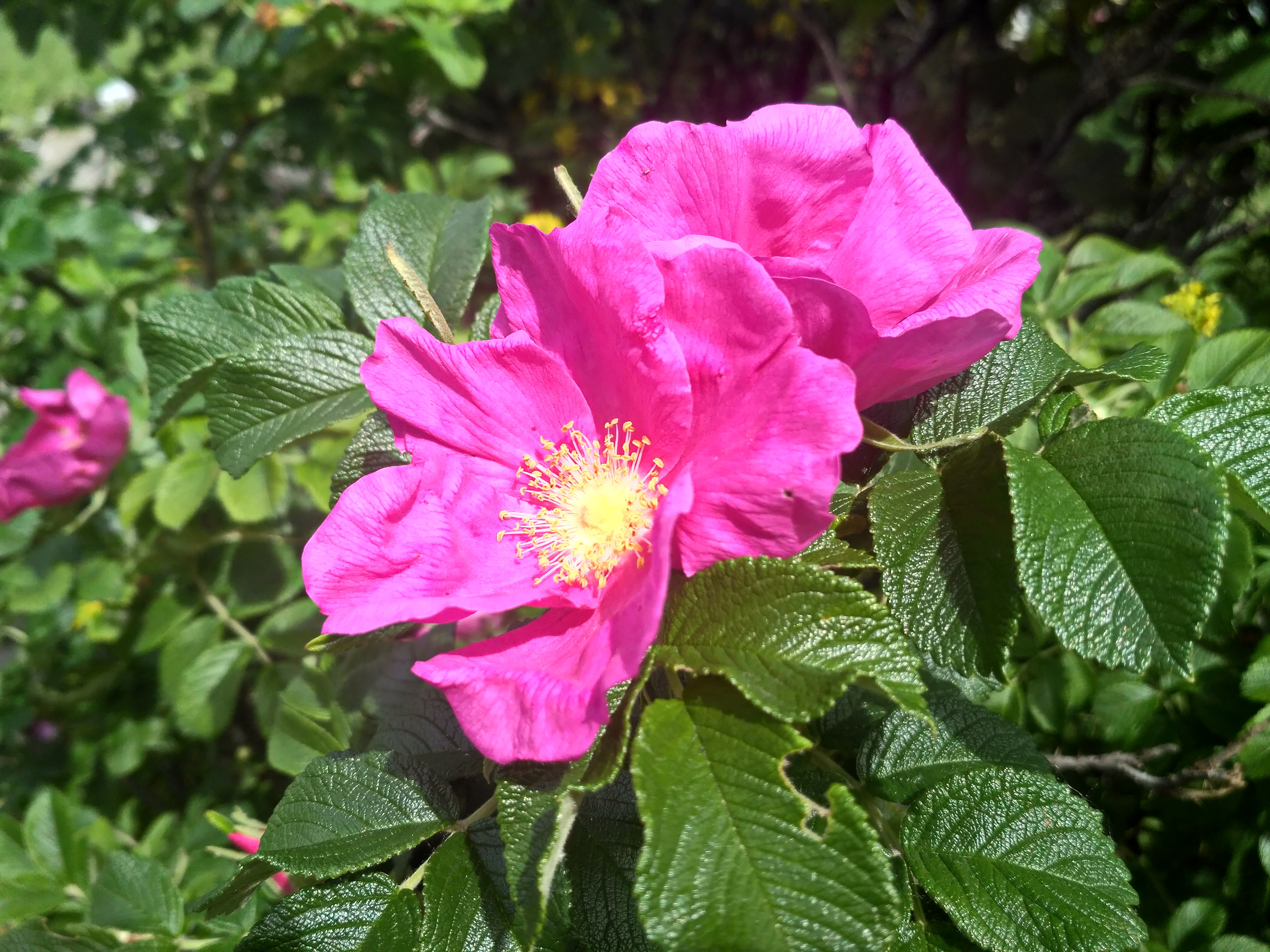 IMG_2019-06-01_102358_HDR.jpg
