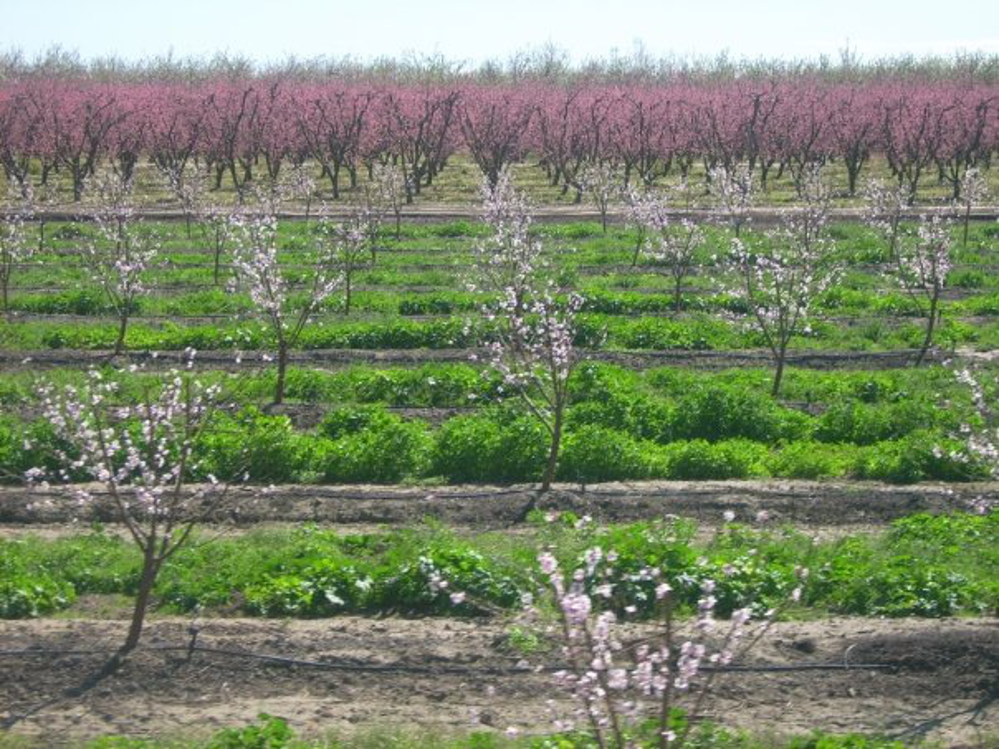Almond trees Bn100 released into public.jpg