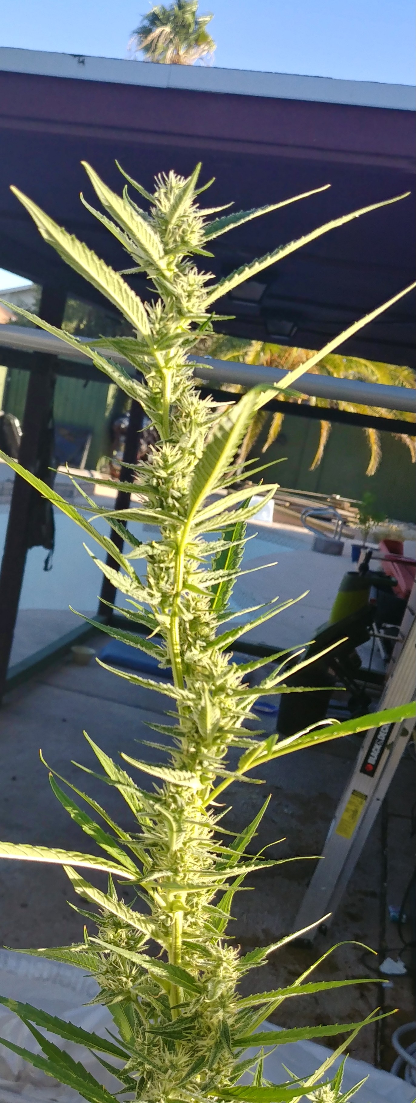 20180909_174655_HDR-1.jpg