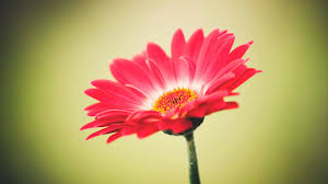 mariangel.paola's cover
