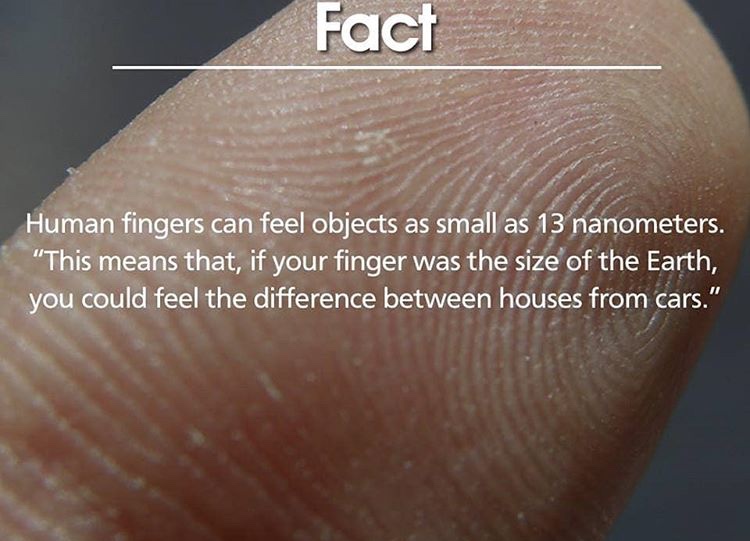 Human fingers. Human finger. The Results of the study showed that the Human Fingernails. Cars: facts at your Fingertips.