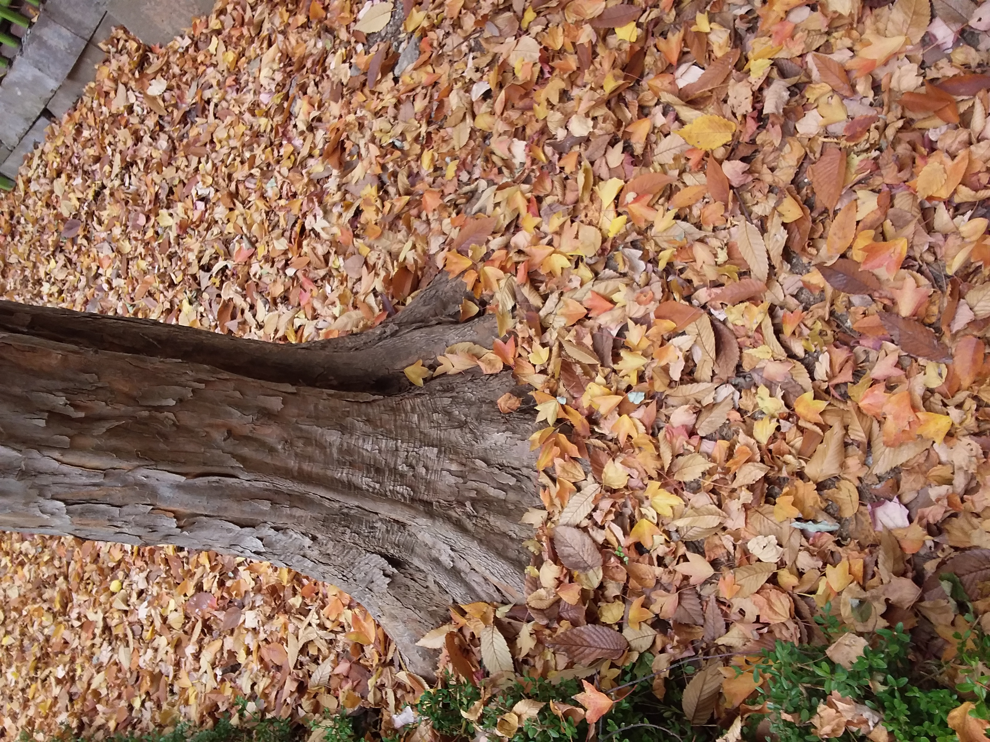 20201117_115233.jpg