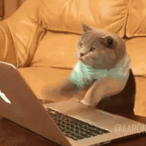 Cat-Typing.gif