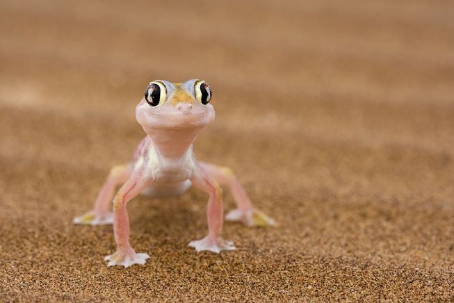 gecko-on-sand.jpg.653x0_q80_crop-smart.jpg