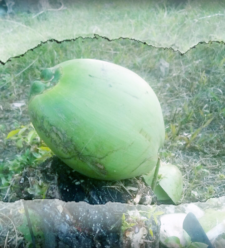 Kelapa Hijau (1).jpg