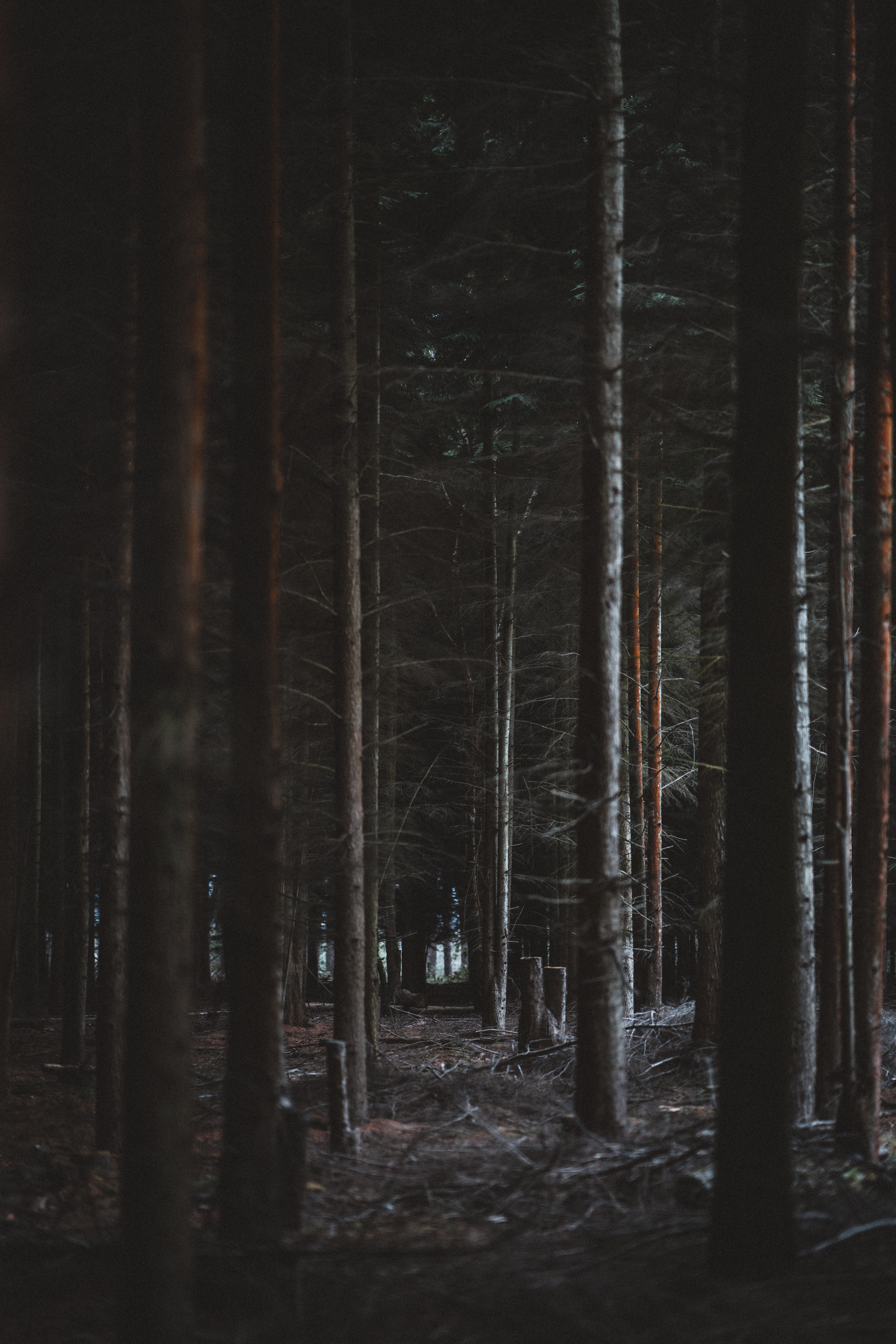 Черный силуэт страшный. Тень девушки. Черный силуэт в темноте. Тень страха. Тень дерева.