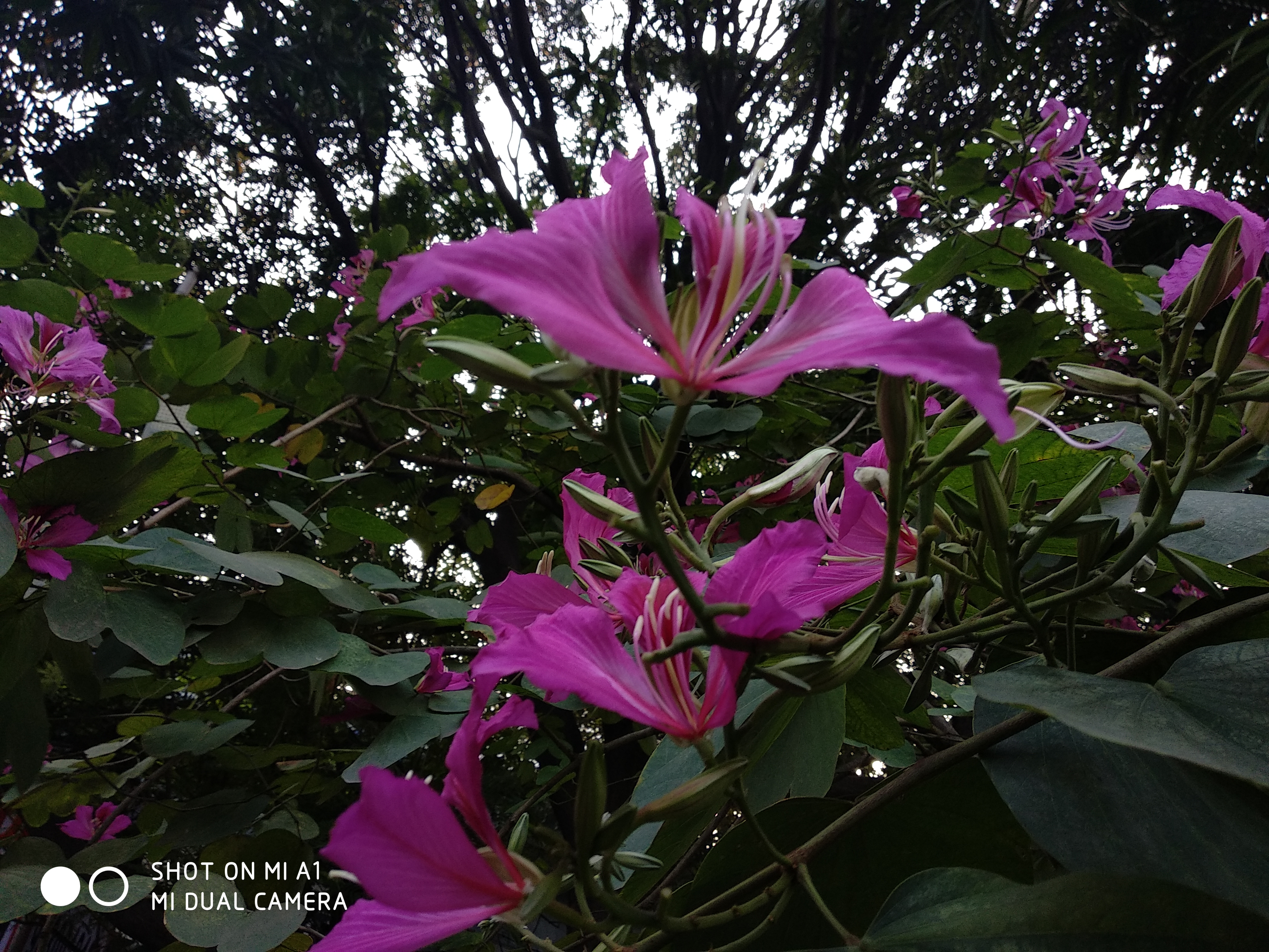 IMG_20181220_151709.jpg