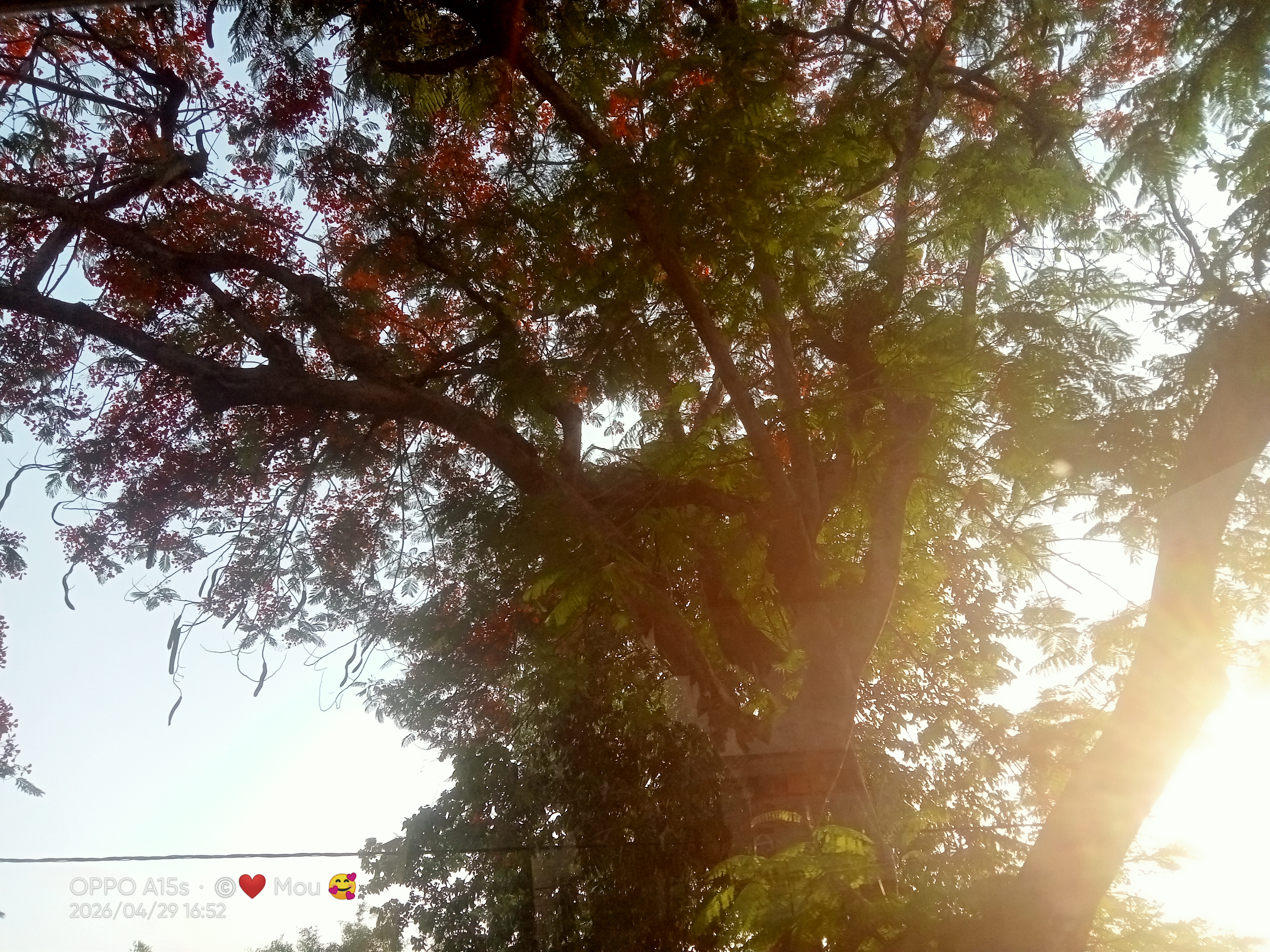 IMG20260429165253.jpg