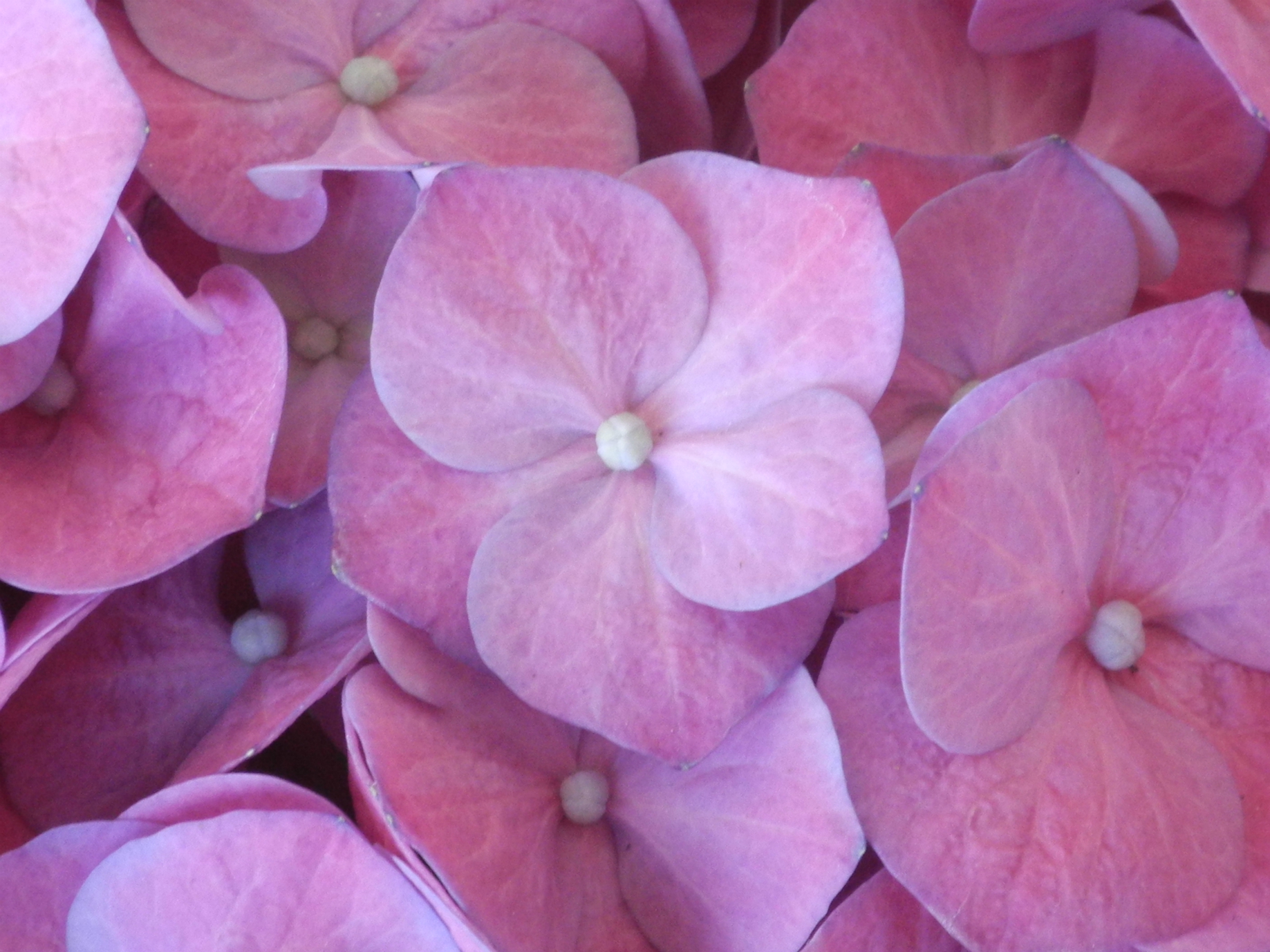 DSCN8065.jpg