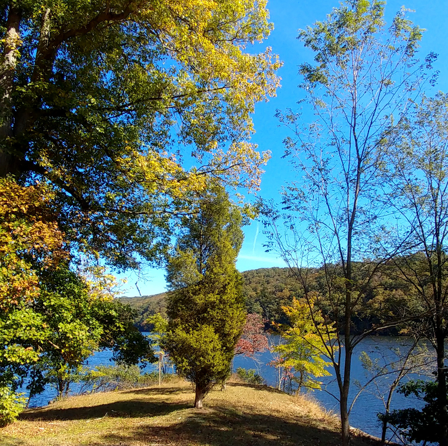 treetuesday11-19-19-3ok2.jpg