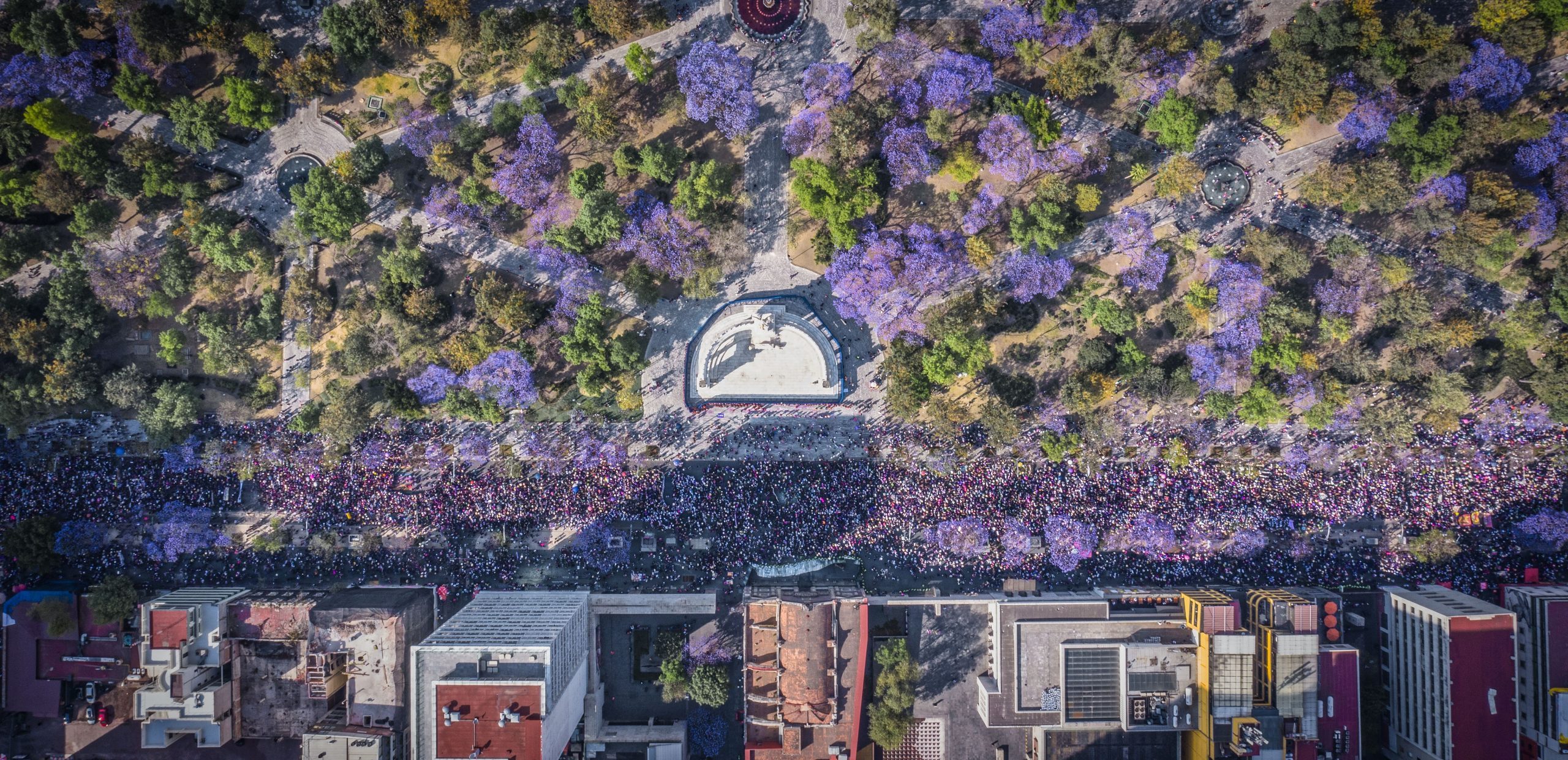 JacarandasAlamedaCentral8M-scaled.jpg