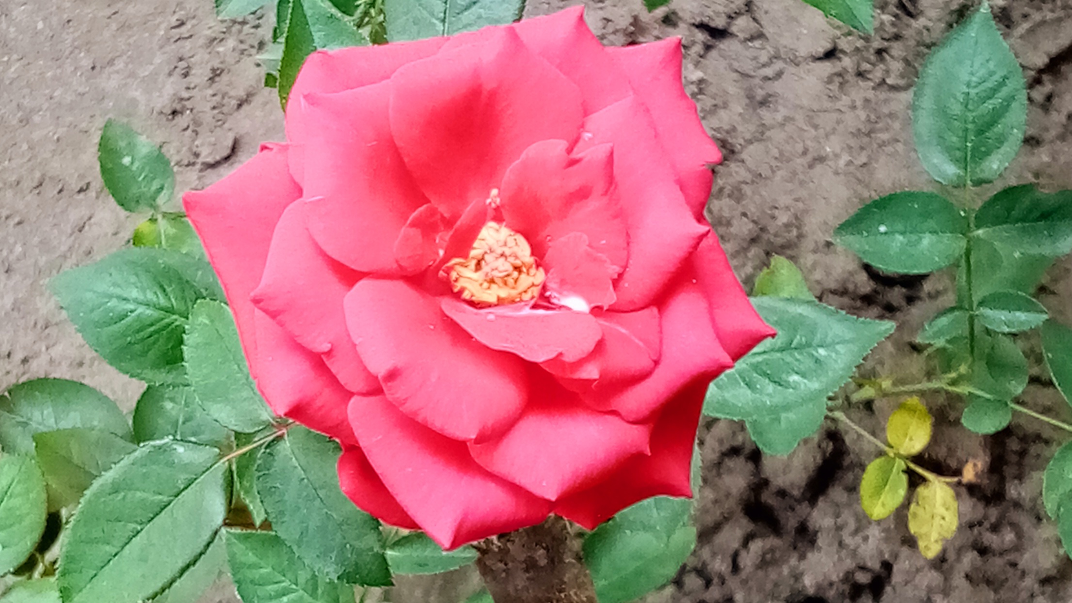 IMG_20201202_113654.jpg