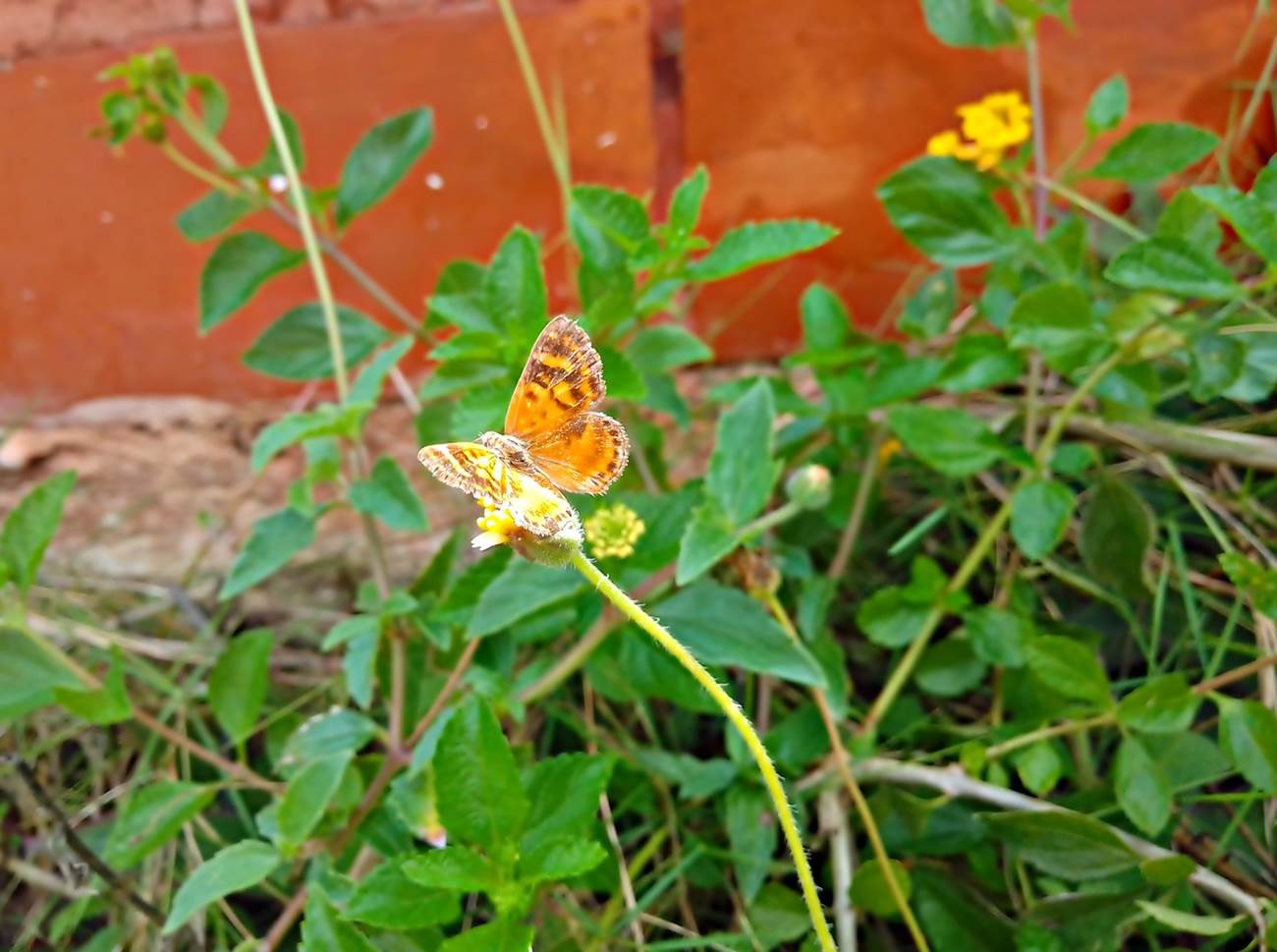 Imagen de Mariposa.jpg