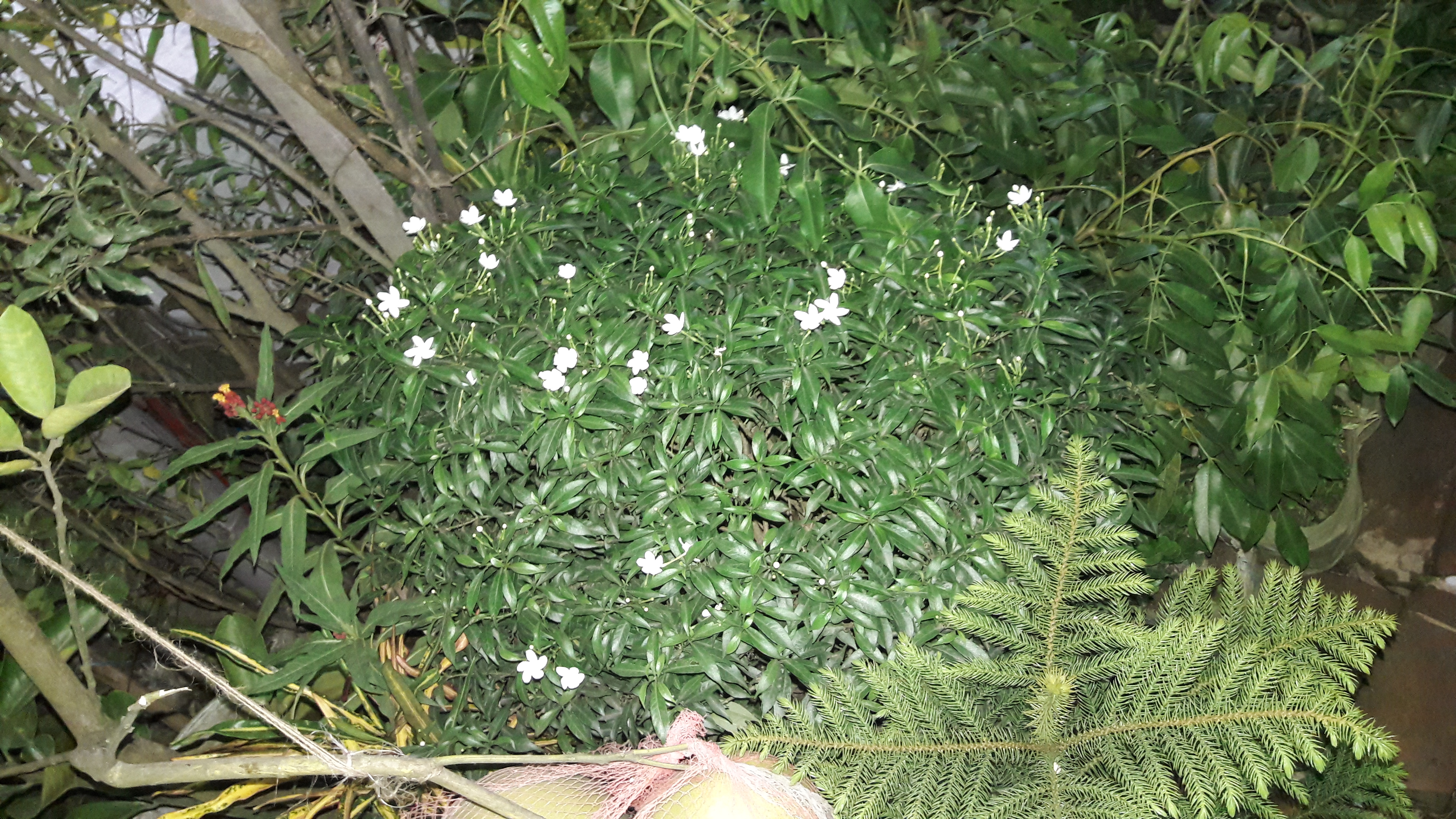 20180815_190131.jpg