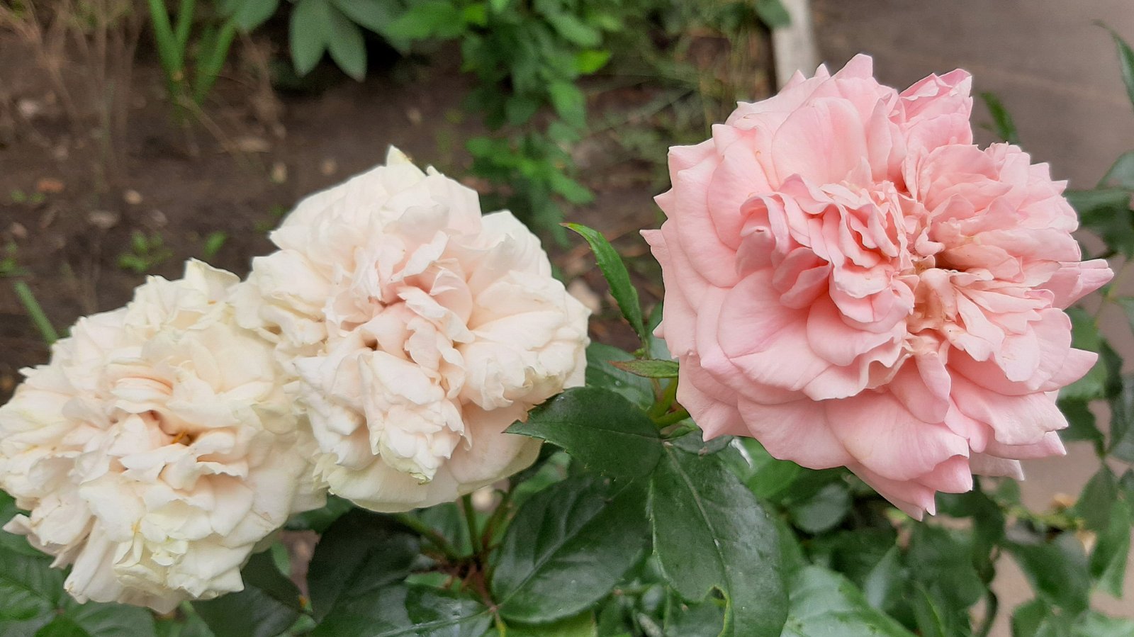 roses.jpg