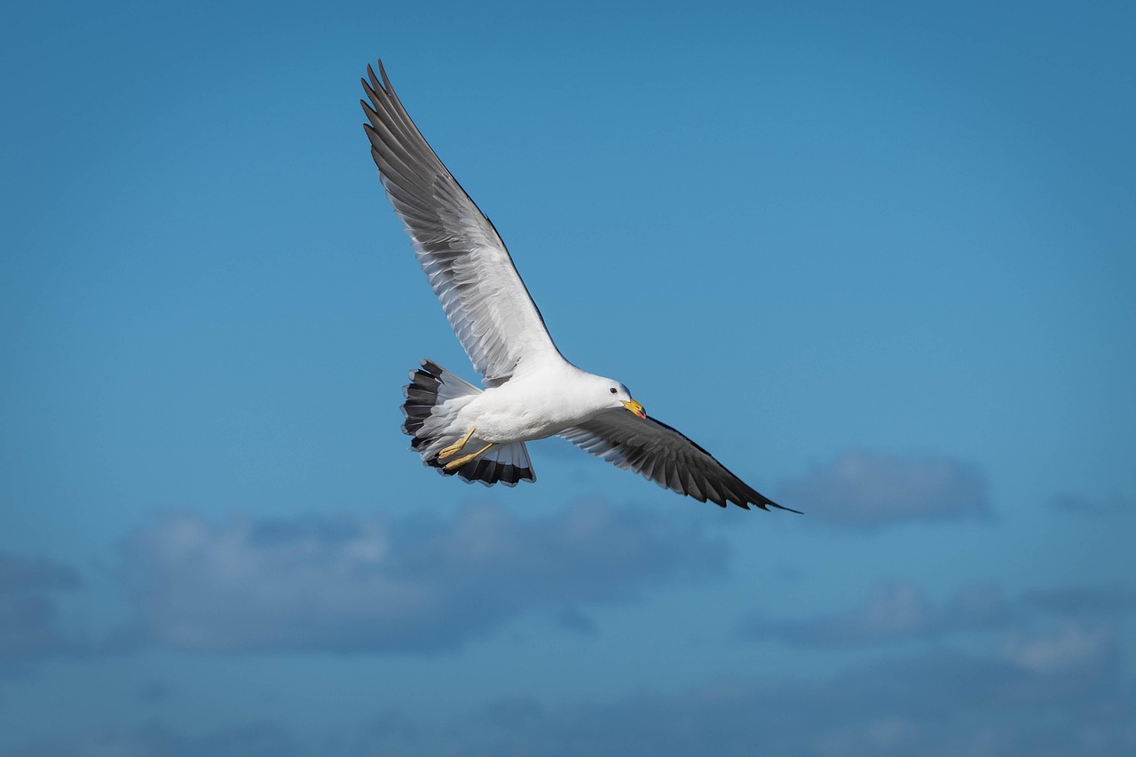 beto_mdp-bird-8057638_1280.jpg