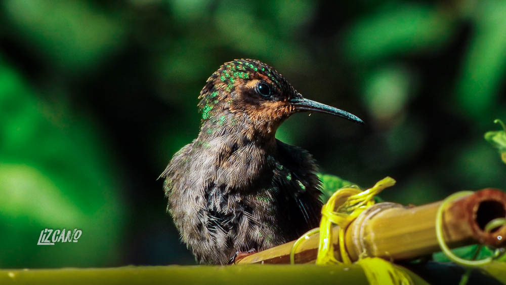 colibri-psd.jpg