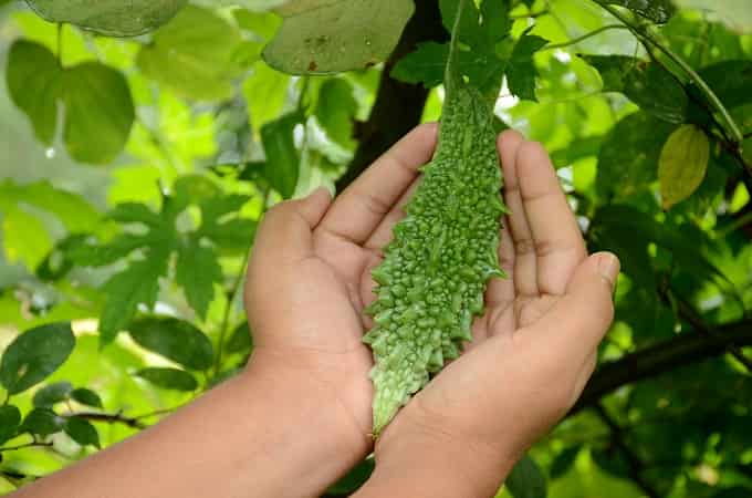 bitter-gourd-care-min.jpg