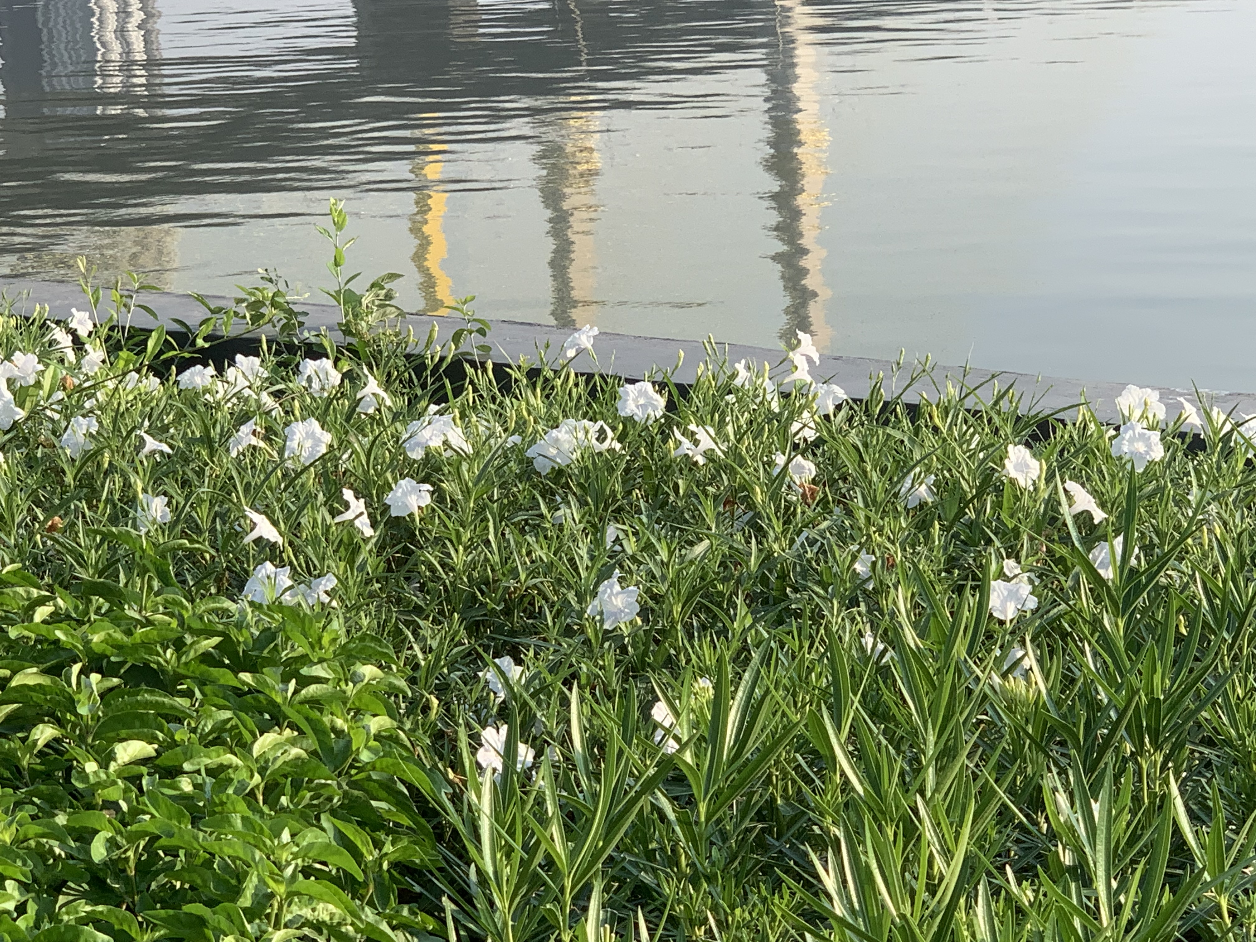 Chao Phraya River2.jpg