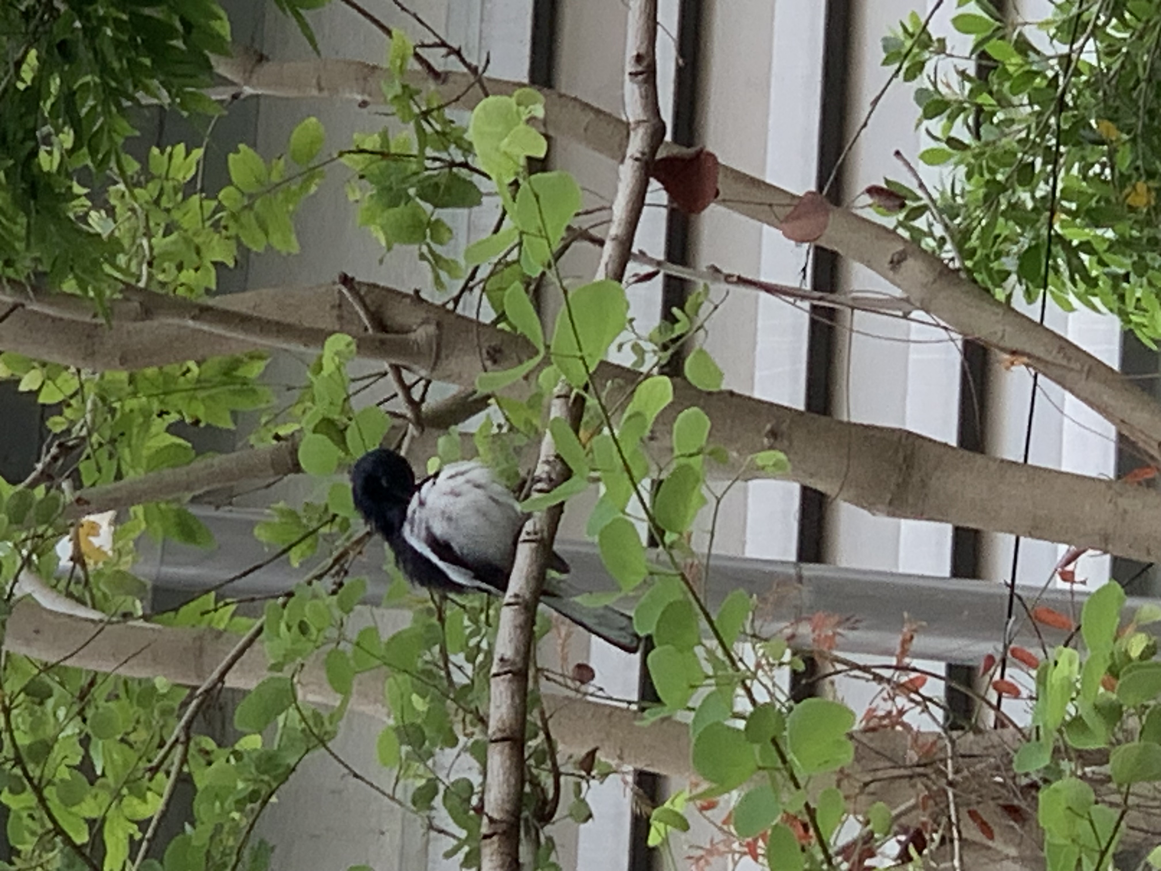 bird2.jpg
