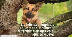 perro.jpg