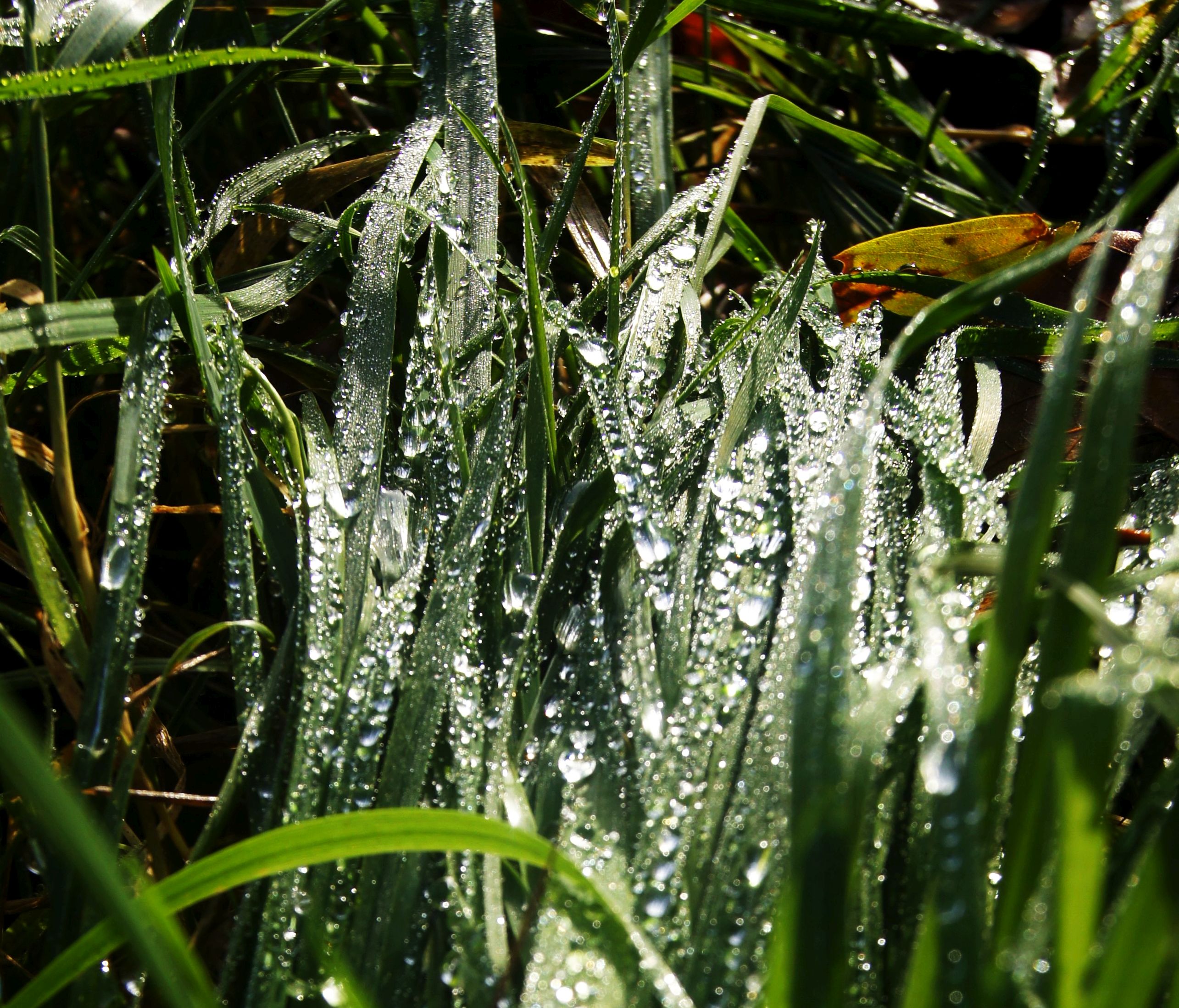 DSC02079b.jpg