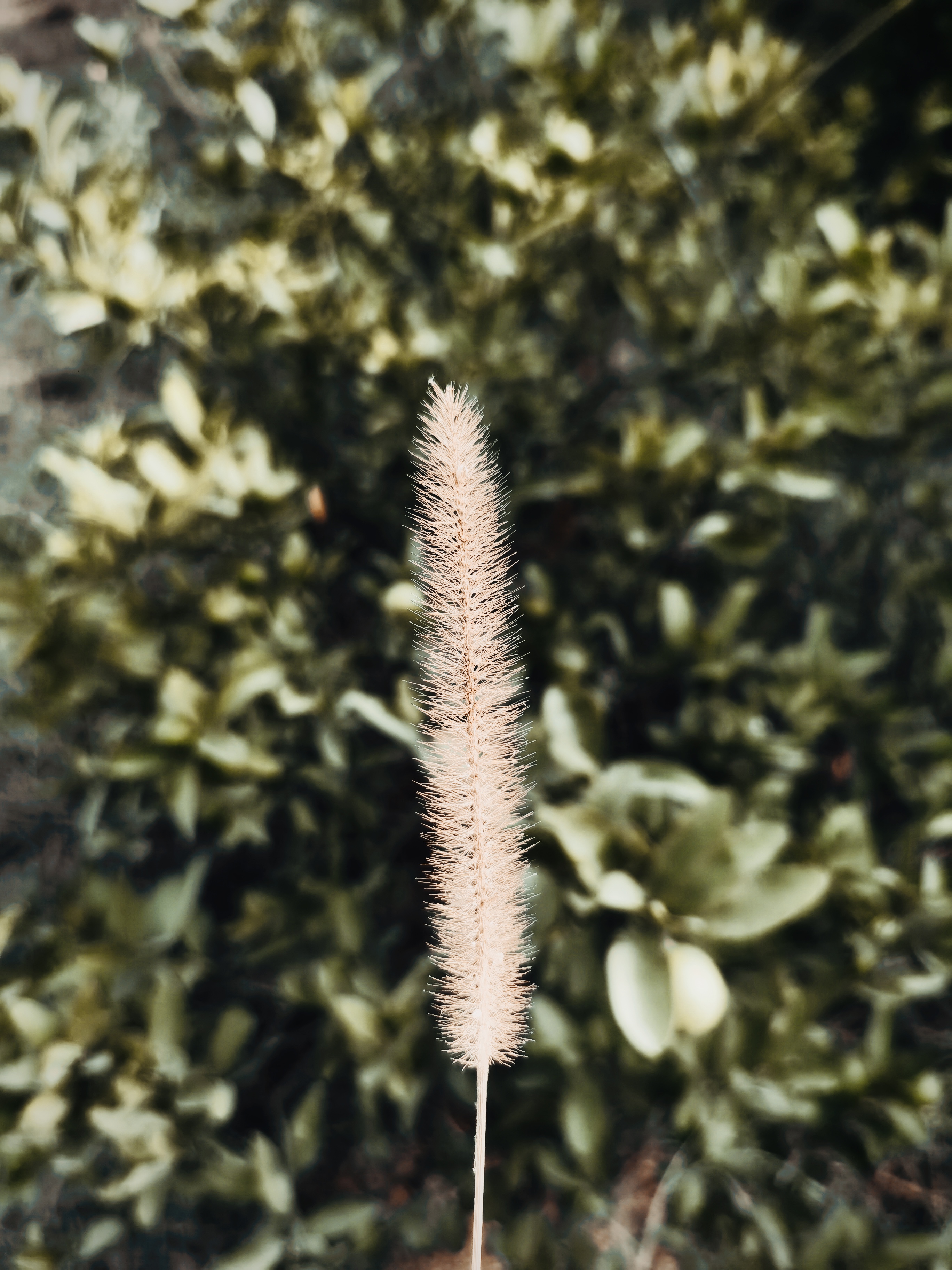 ECCB8941-3C7D-4041-A44A-C488E8A68133.jpeg