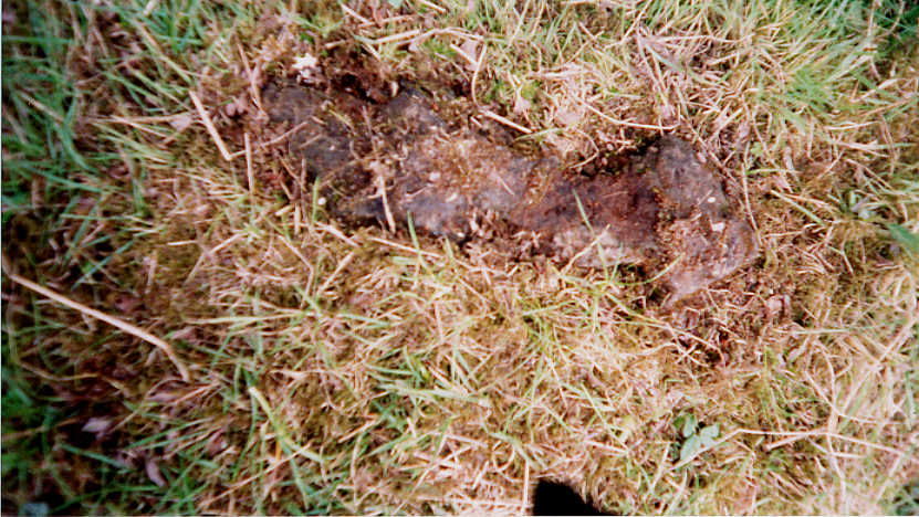 cgydsp-004.jpg