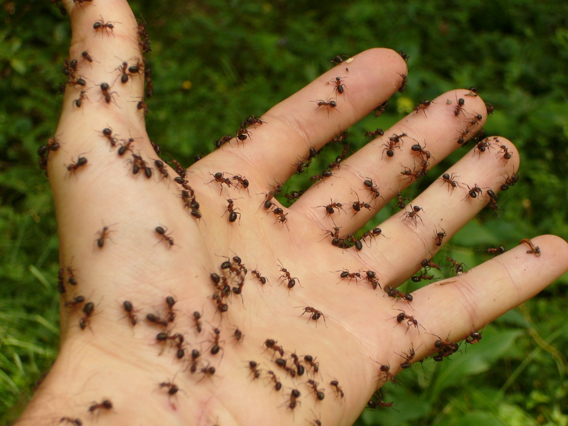 ants.jpg