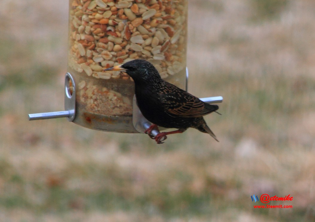 European Starling PFW20-0035.JPG