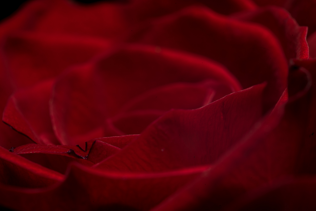 03-06-2018-flowers-rode-roos-05622.jpg