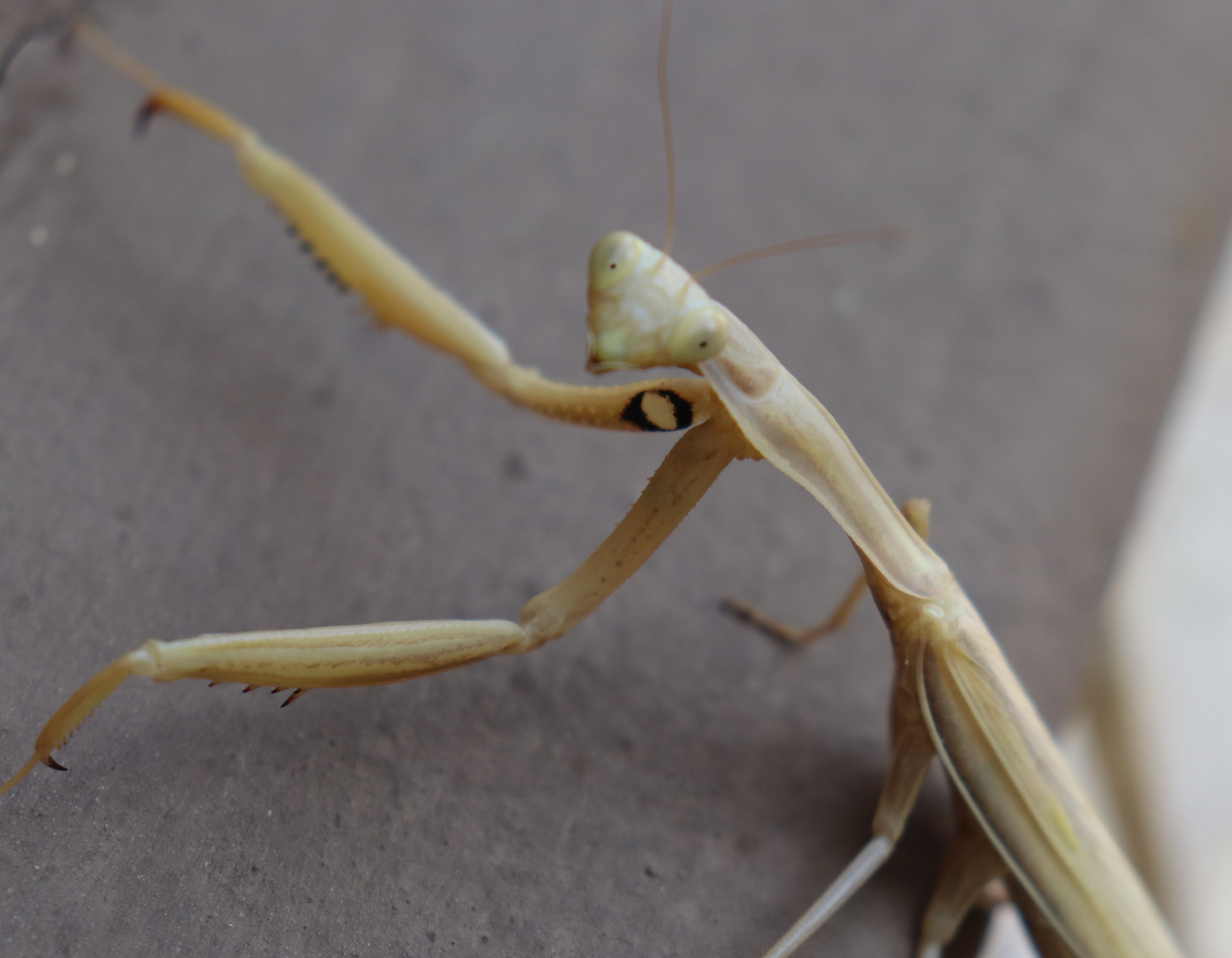 IMG_1140.CR2 (2).jpg