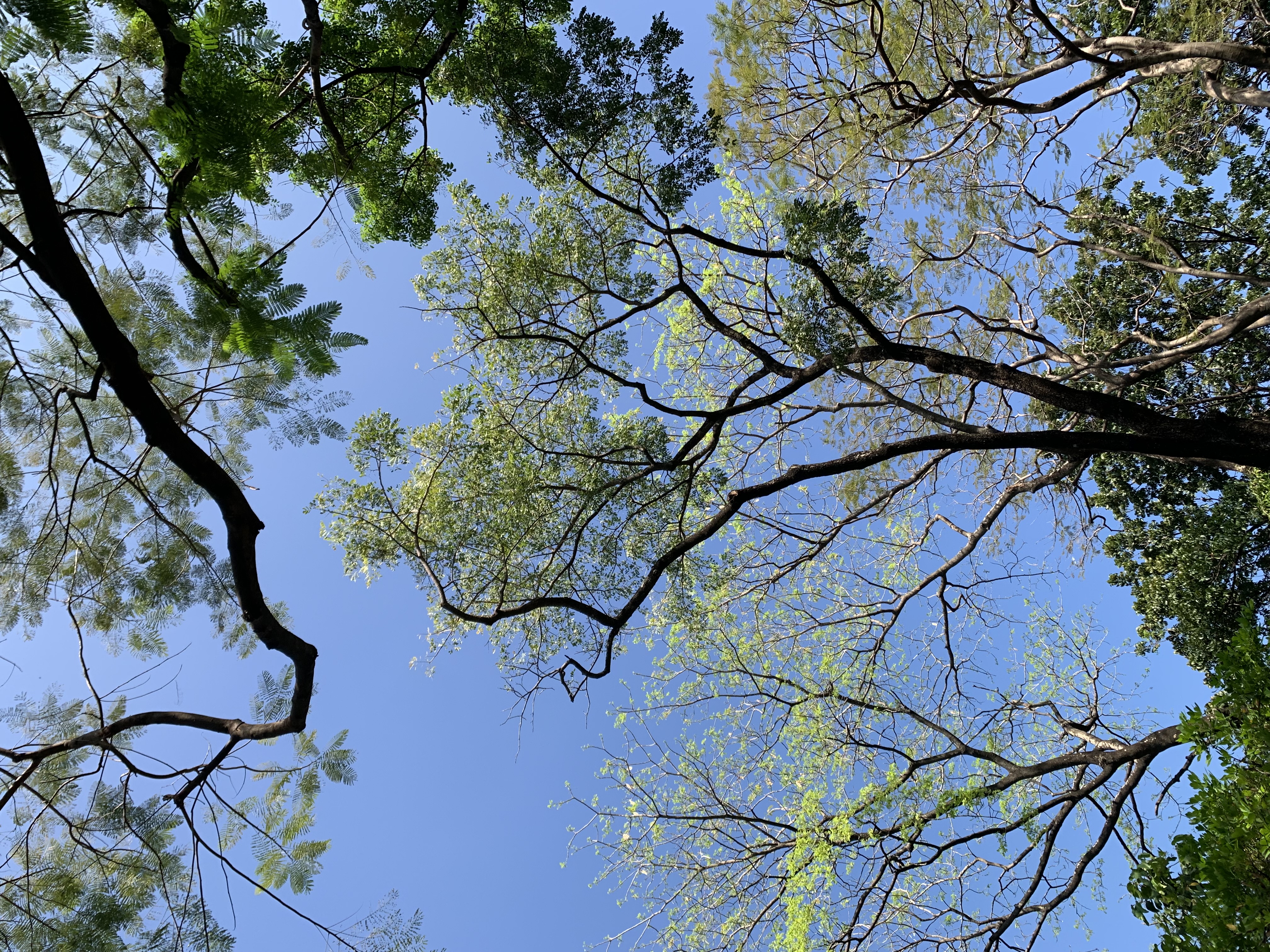 Queen Sirikit Park302.jpg