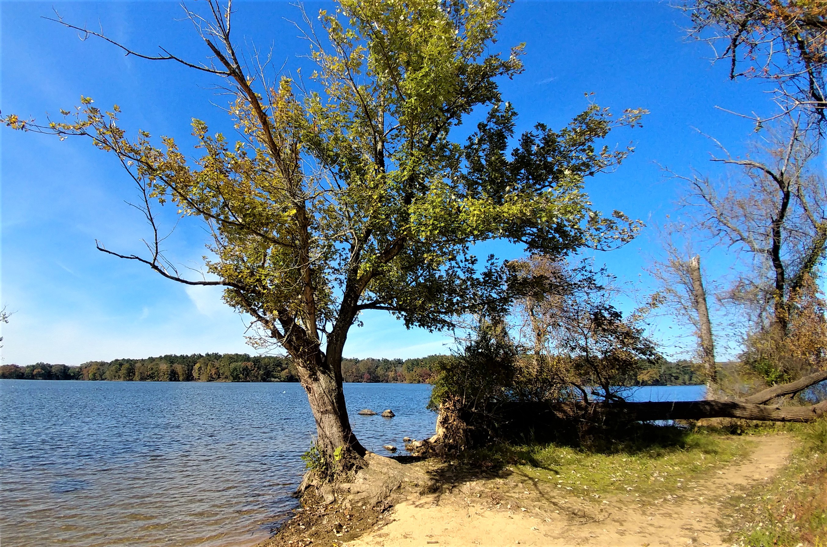 treetuesday11-19-19-6ok2.jpg