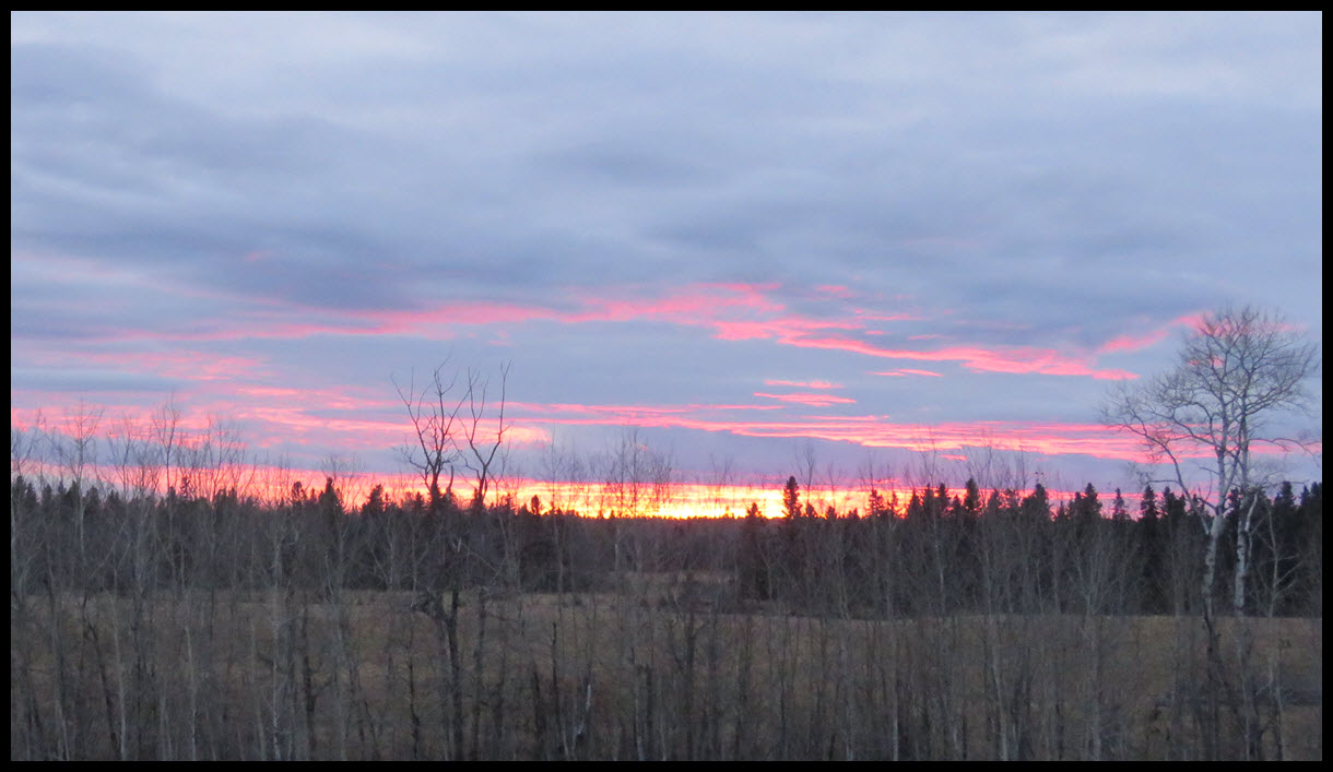 poplar trees and sun setting behind the spruce beautiful pink gold and blue.JPG