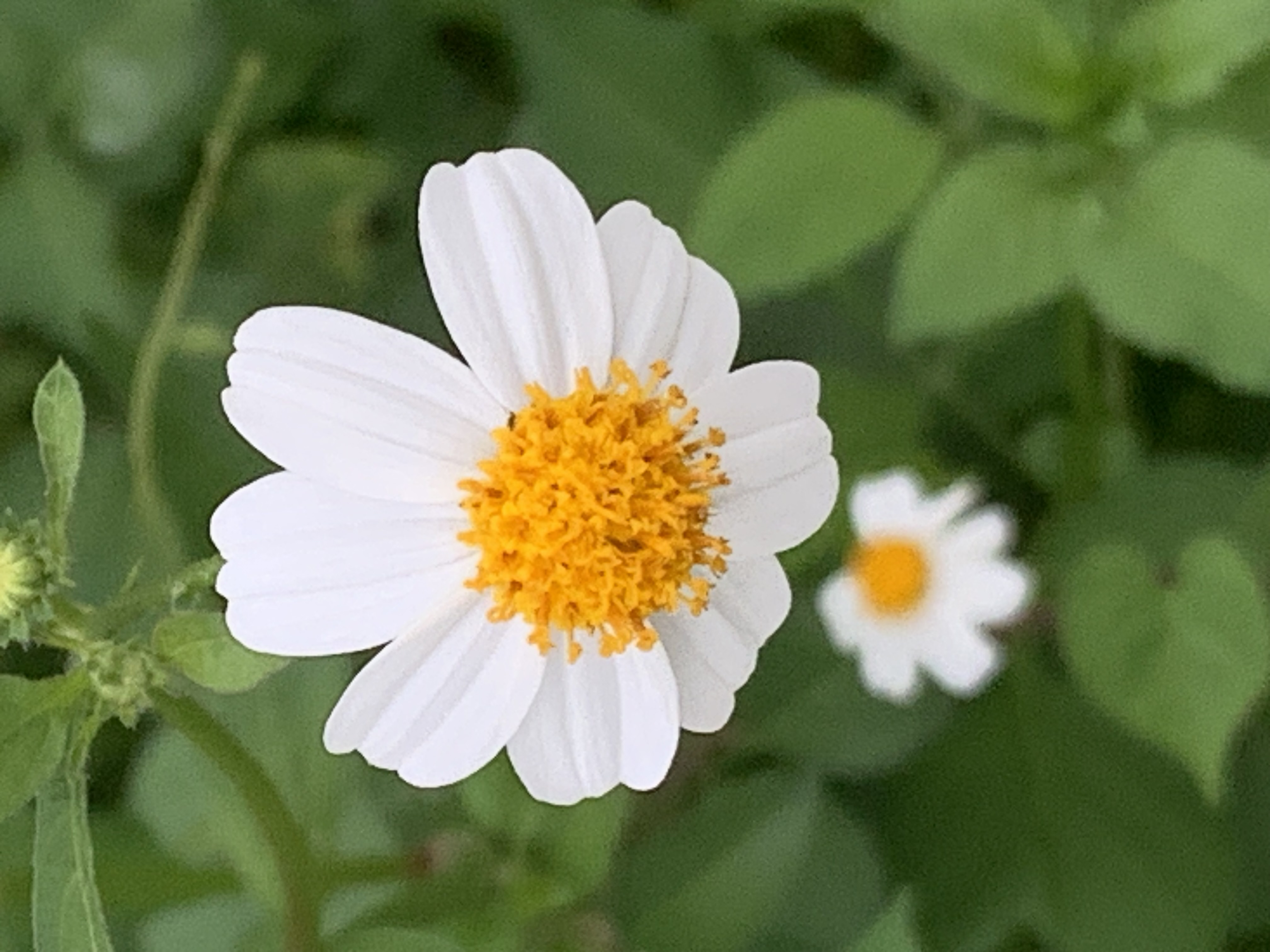 white wildflowers and bees4.jpg