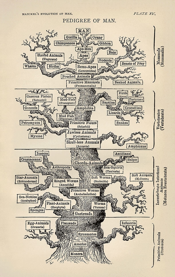 tangled_haeckel_tree.jpg