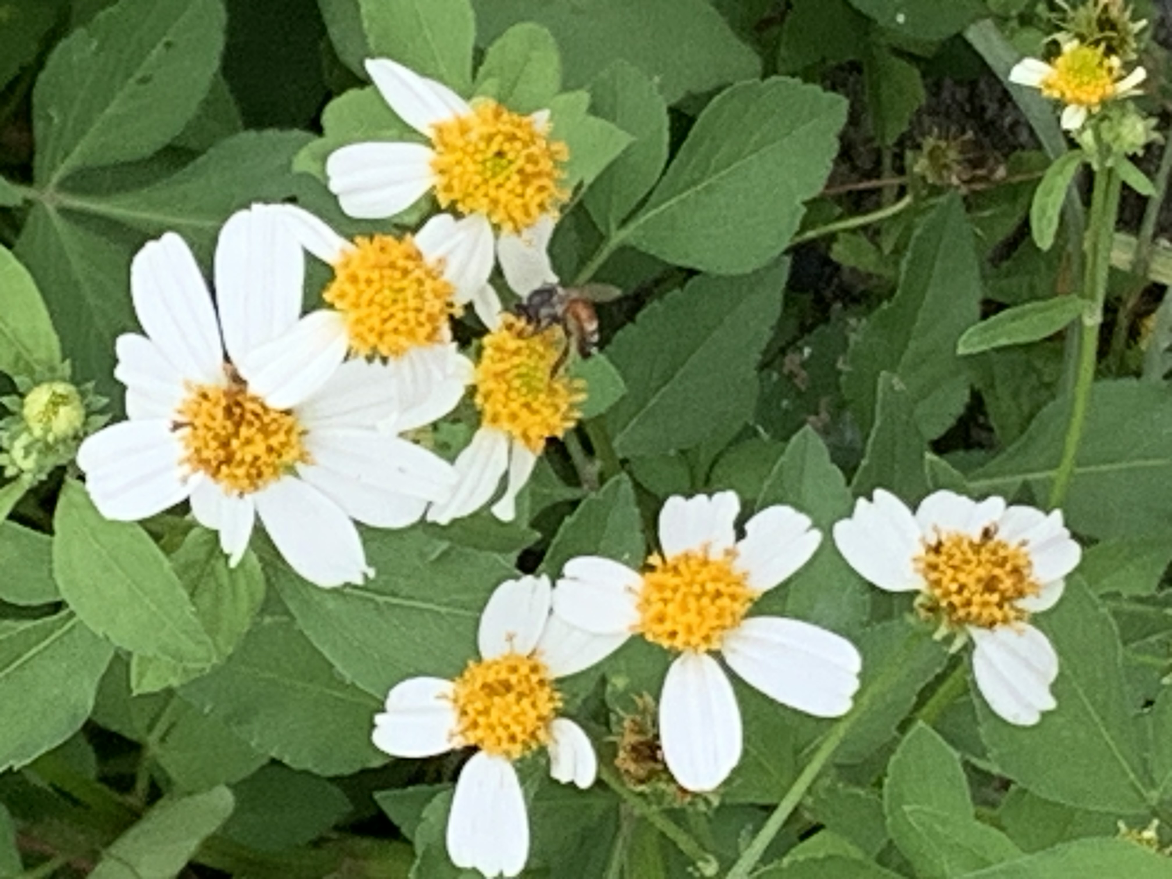 white wildflowers and bees5.jpg